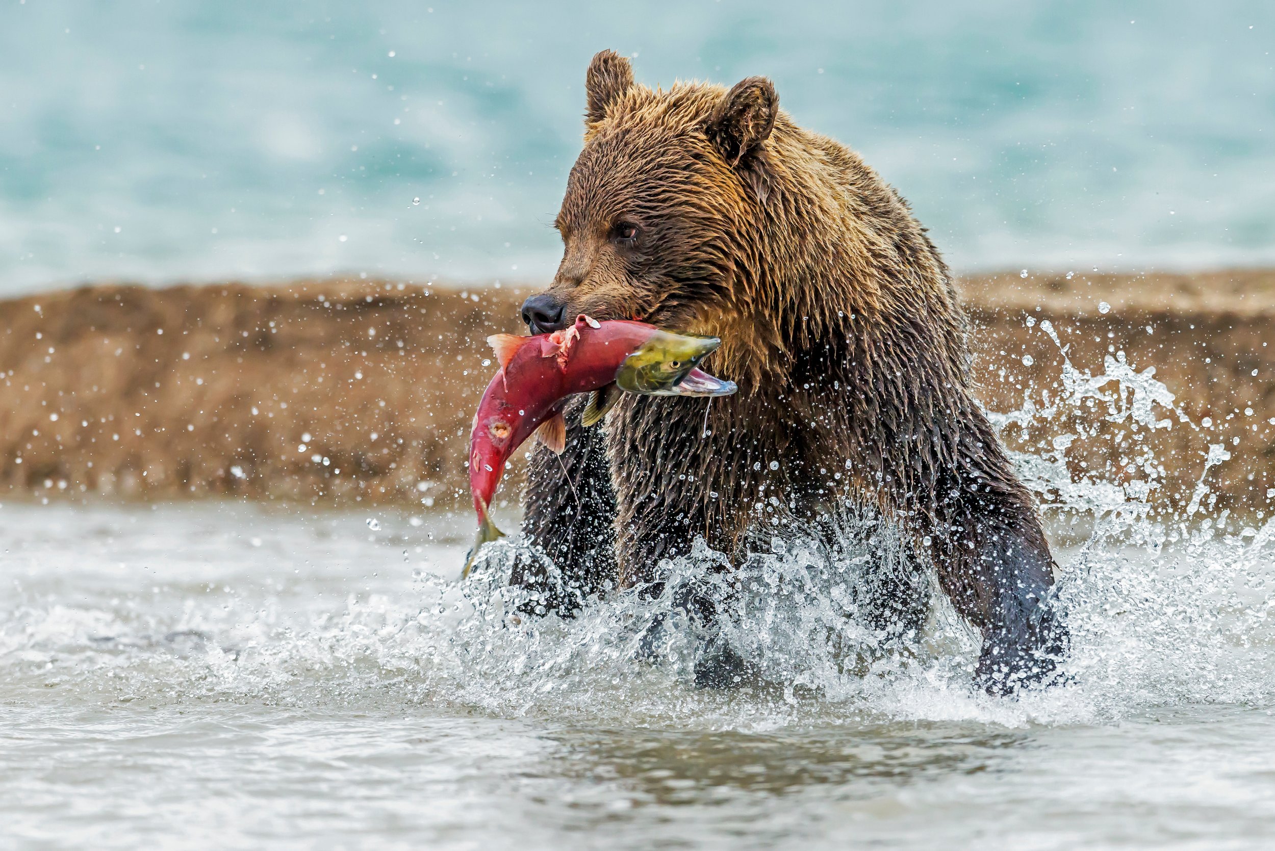 Bear and Salmon.jpeg