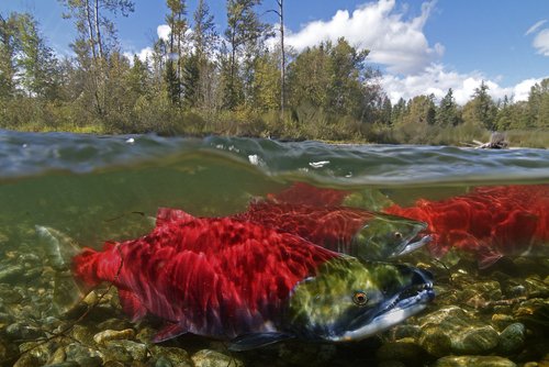 Early lives of Alaska sockeye salmon accelerating with climate change