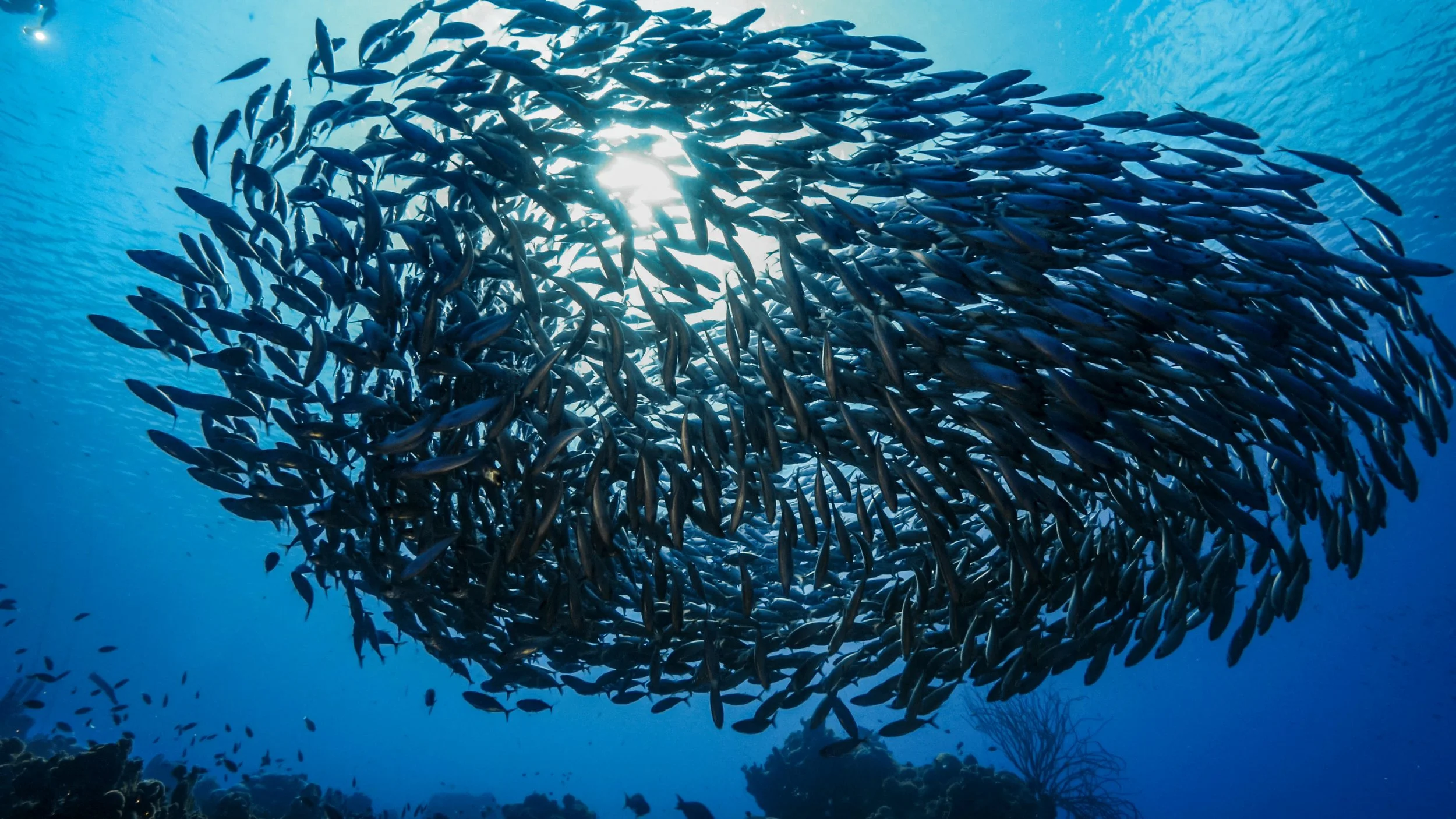 Climate Change: Climate, Ecosystems, and Fisheries