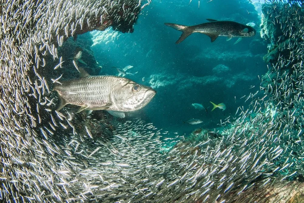 Redfish, bluefish, no fish: Climate change threatens traditional fishing waters