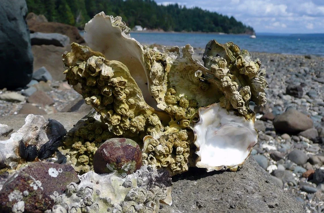 How oysters are helping protect Apalachicola’s vulnerable shoreline