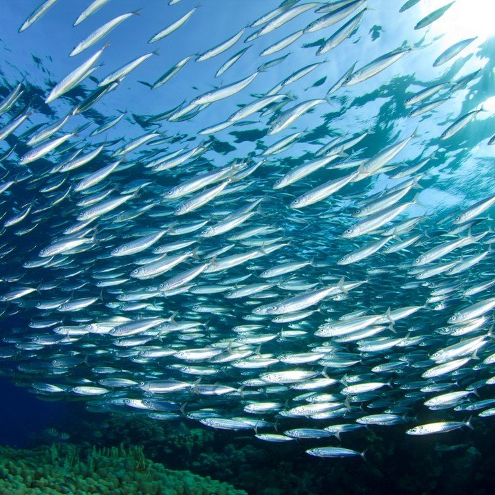 This week, a California judge ruled that federal agencies' efforts to restore the Pacific sardine population were insufficient and did not stop overfishing. On Monday, U.S. Magistrate Judge Virginia DeMarchi's decision marked a win for environmental 