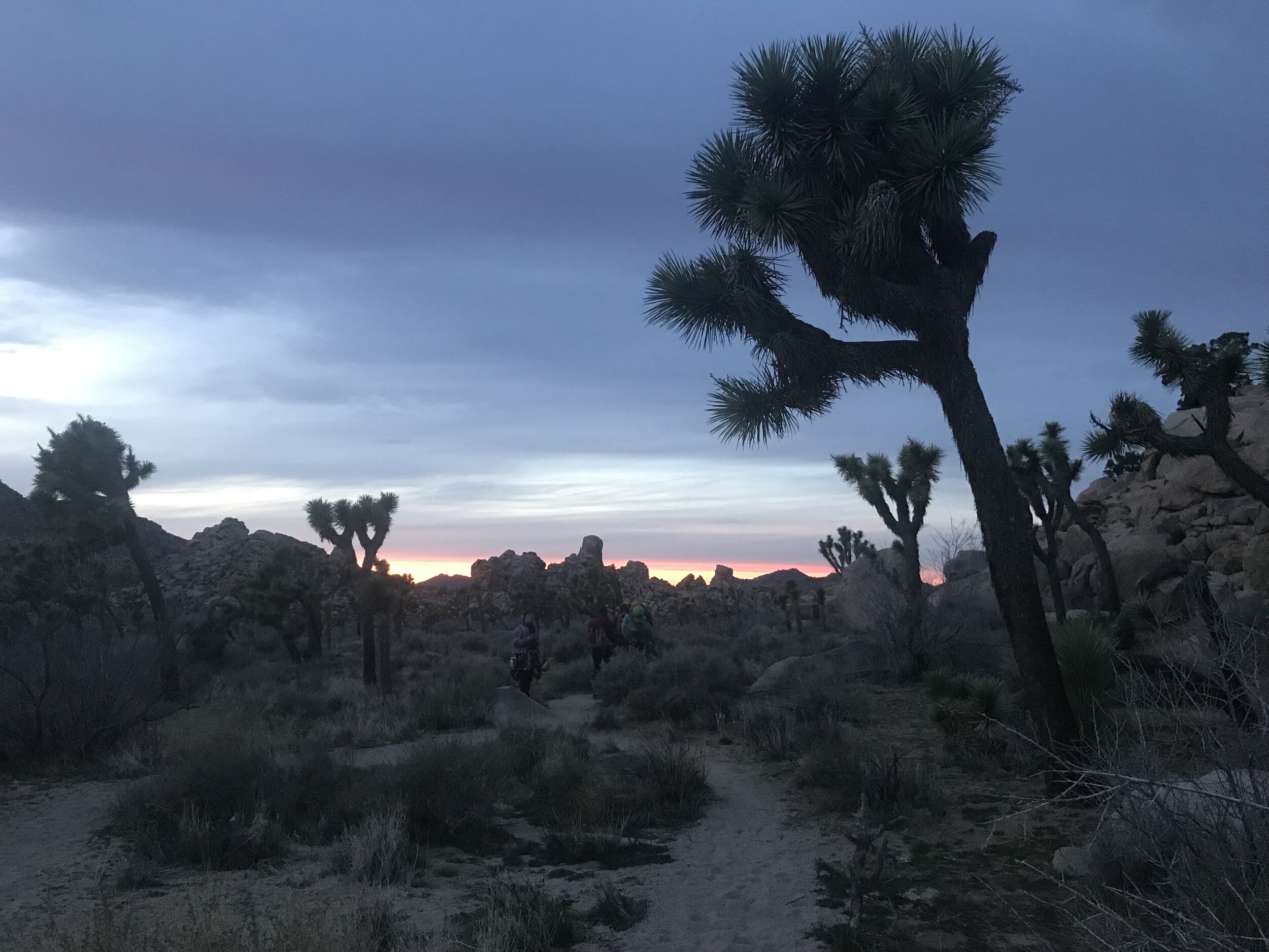 Joshua Tree National Park