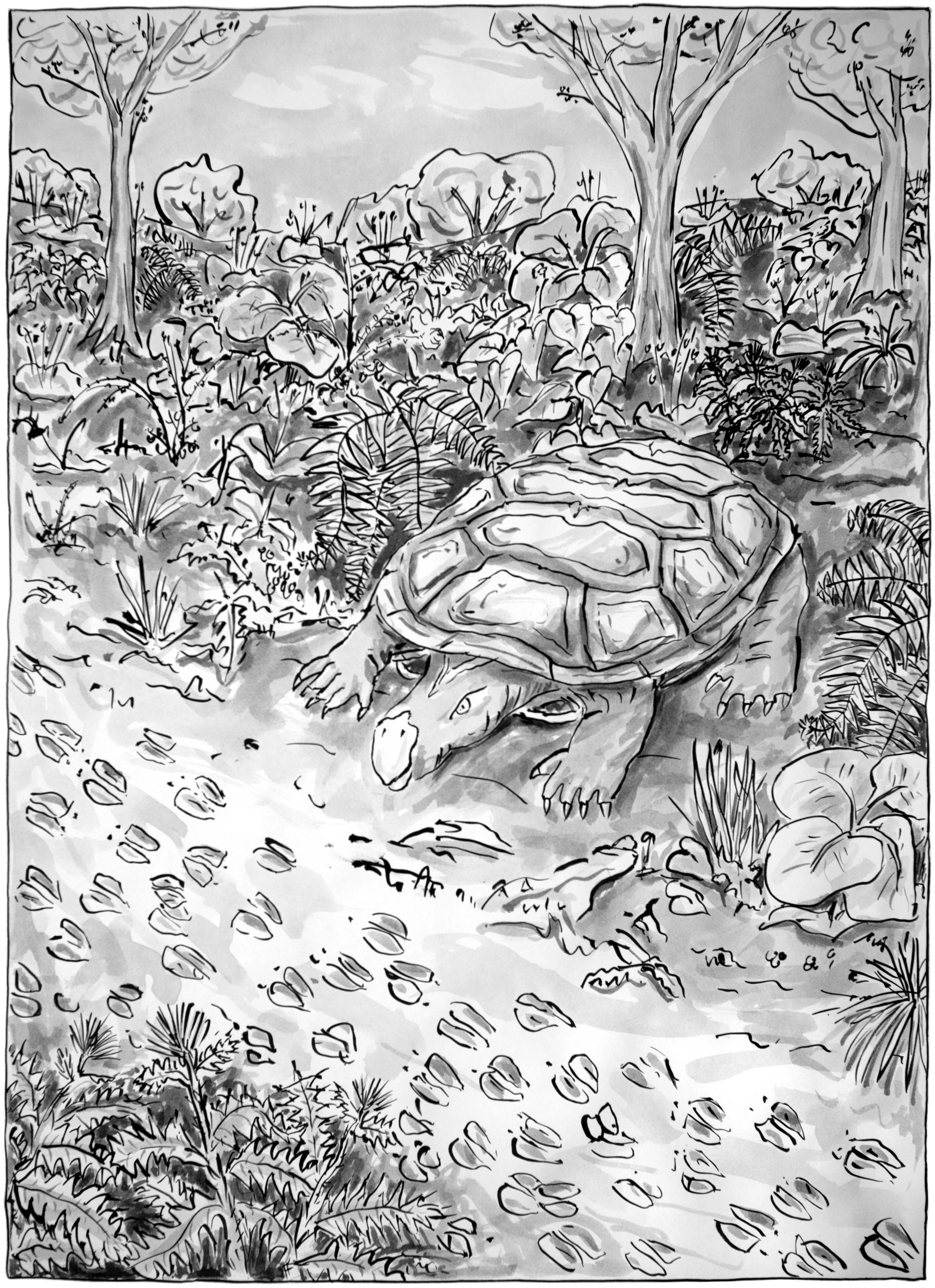 Turtle II