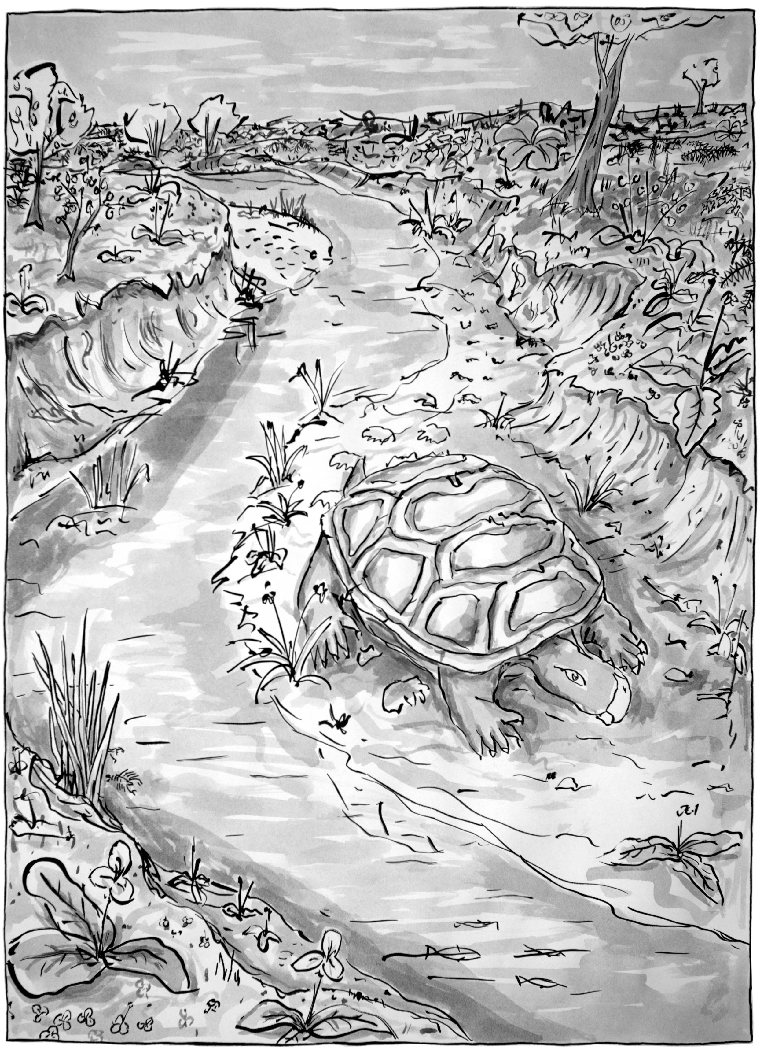 Turtle III
