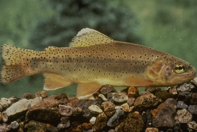APACHE TROUT TROUT RECOVERY