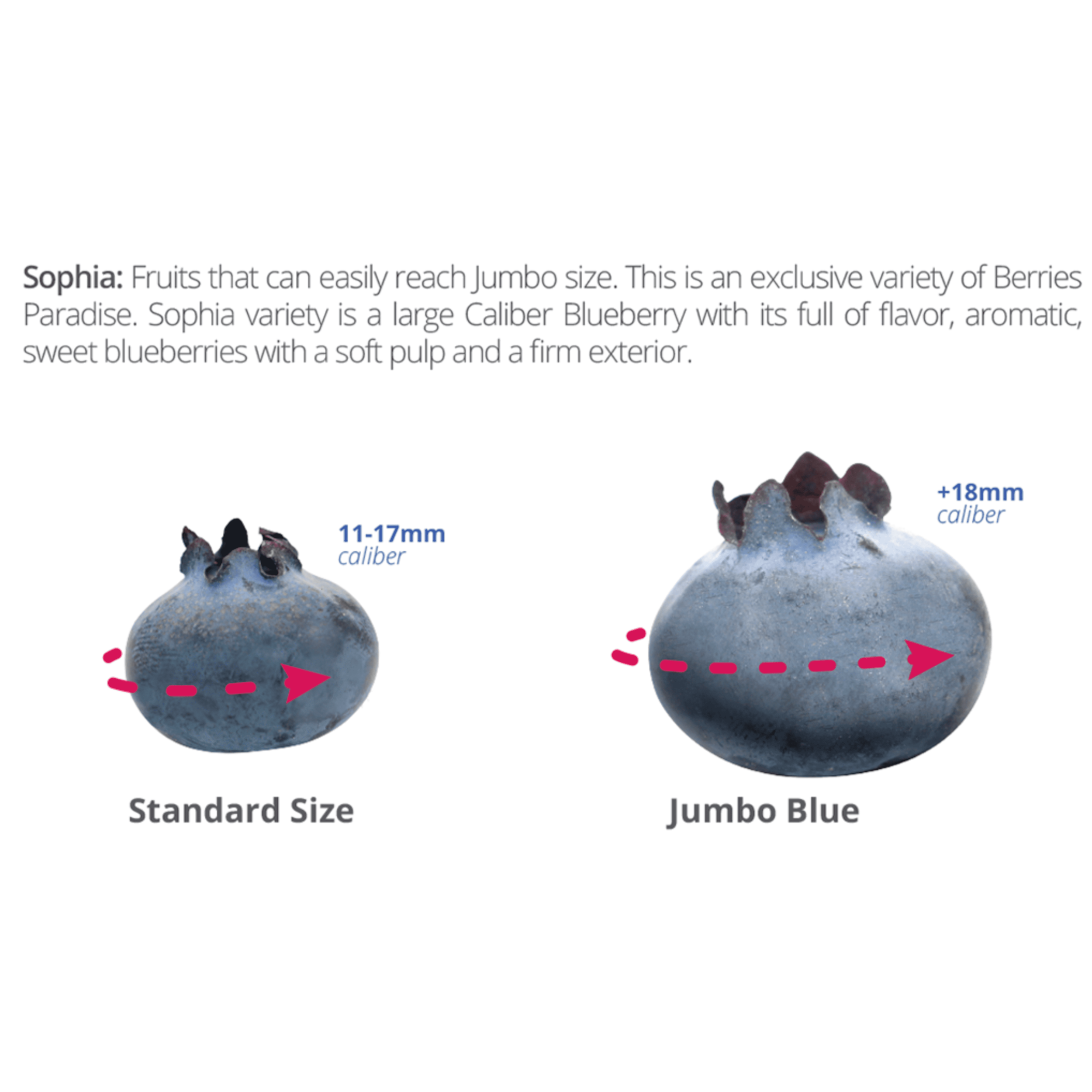 Screen Shot 2020-01-02 at 7.38.14 PM.png