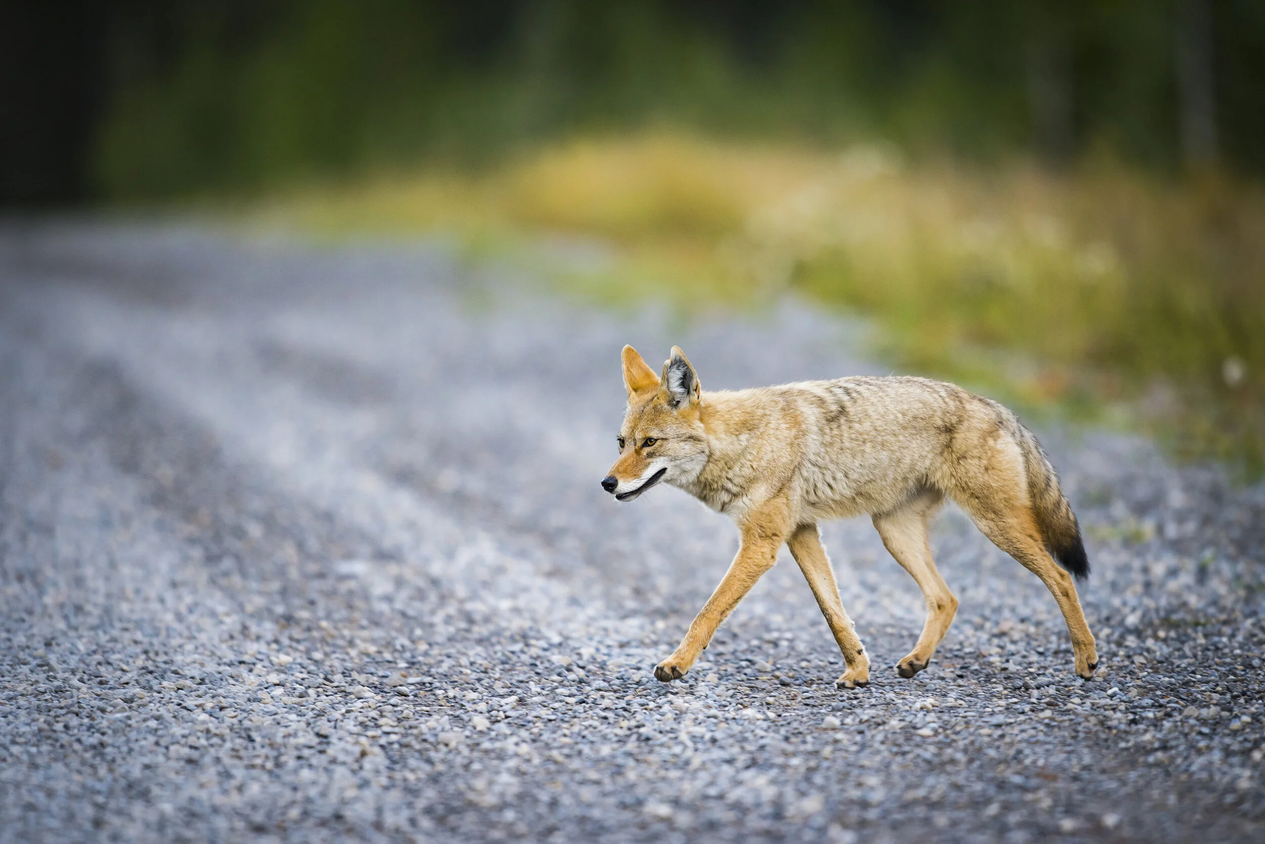 iStock-501201540.jpg