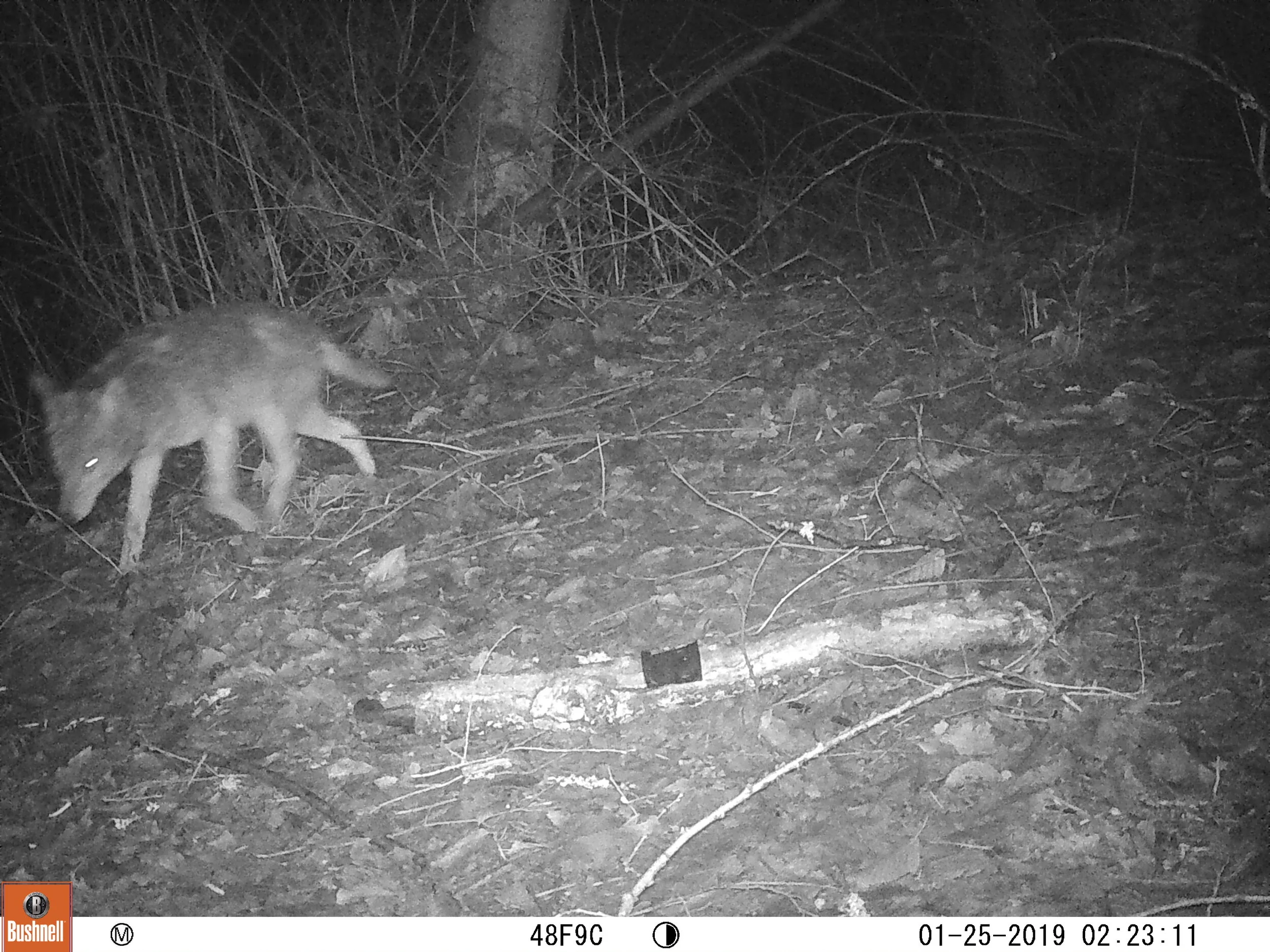 Coyote