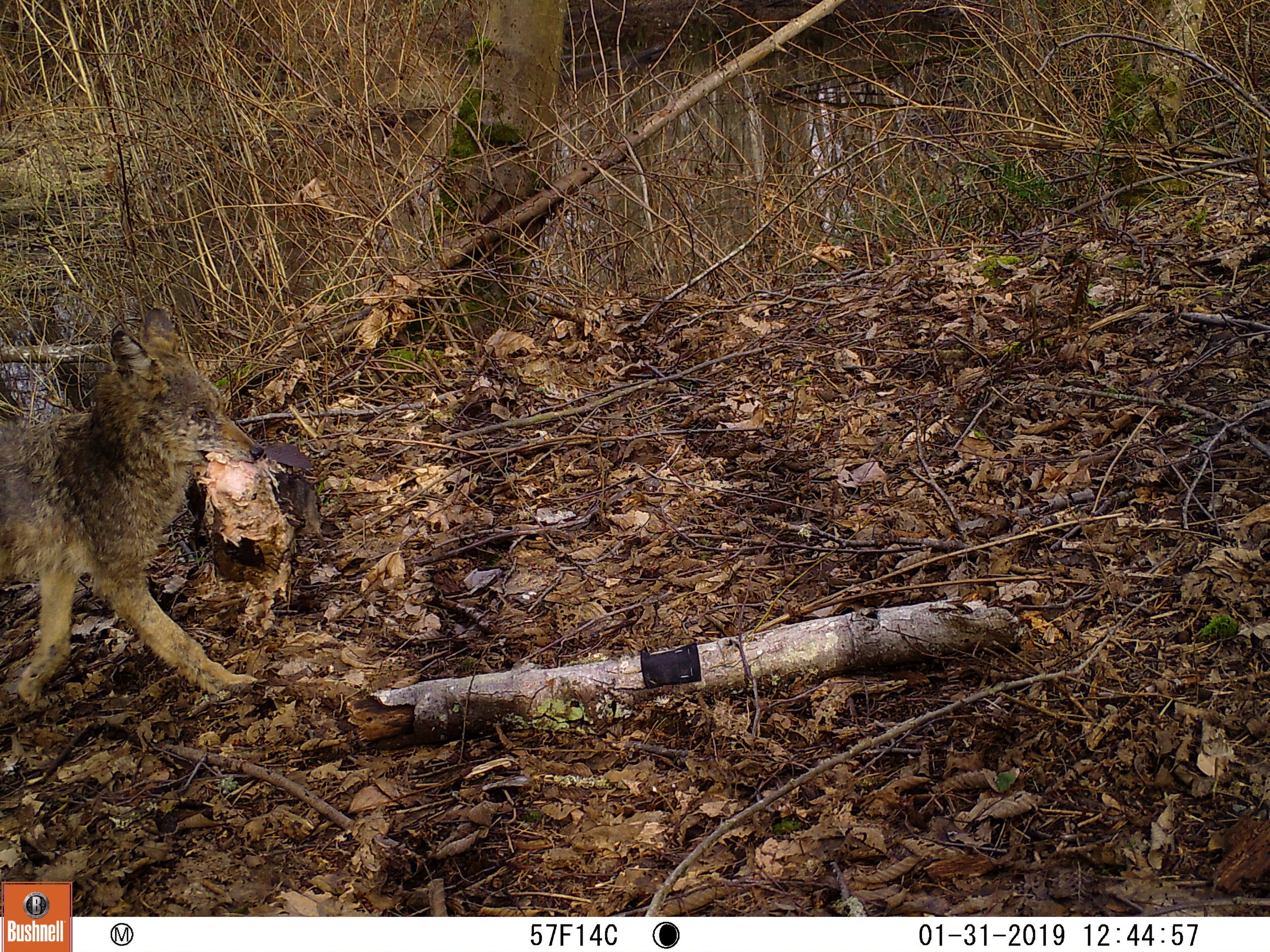 Coyote