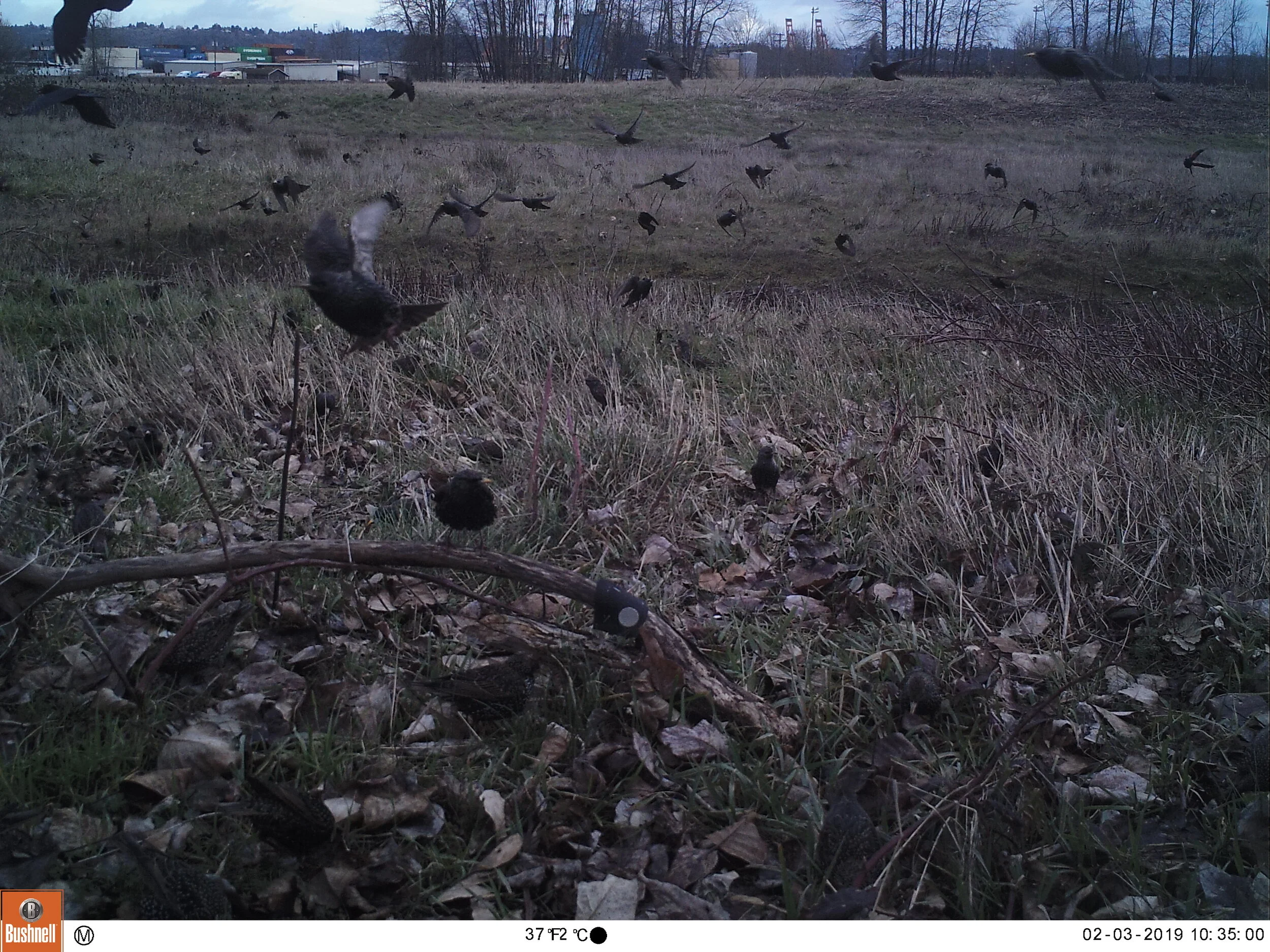 European Starlings