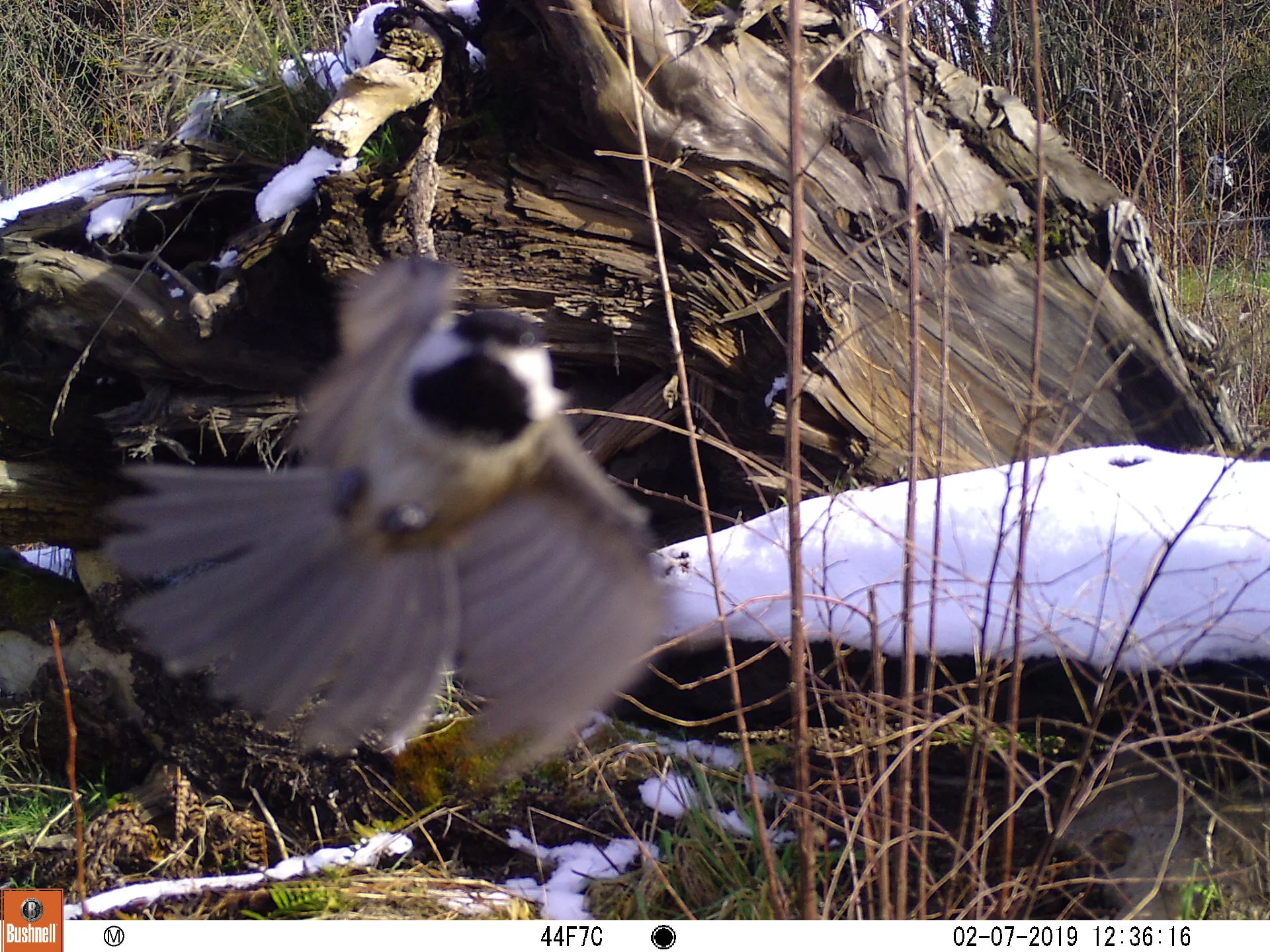 Black-capped Chickadee