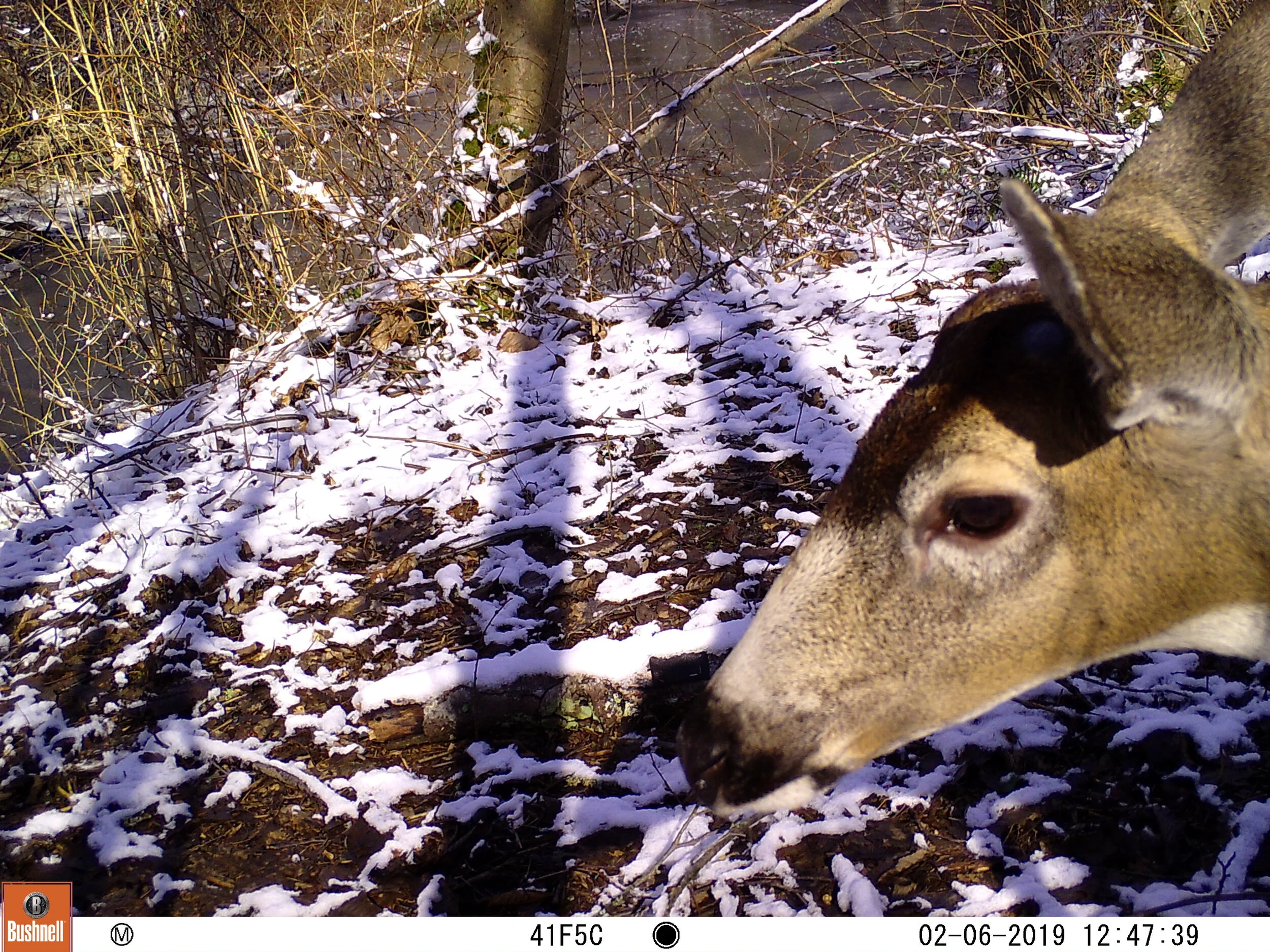 Columbia Black-tailed Deer