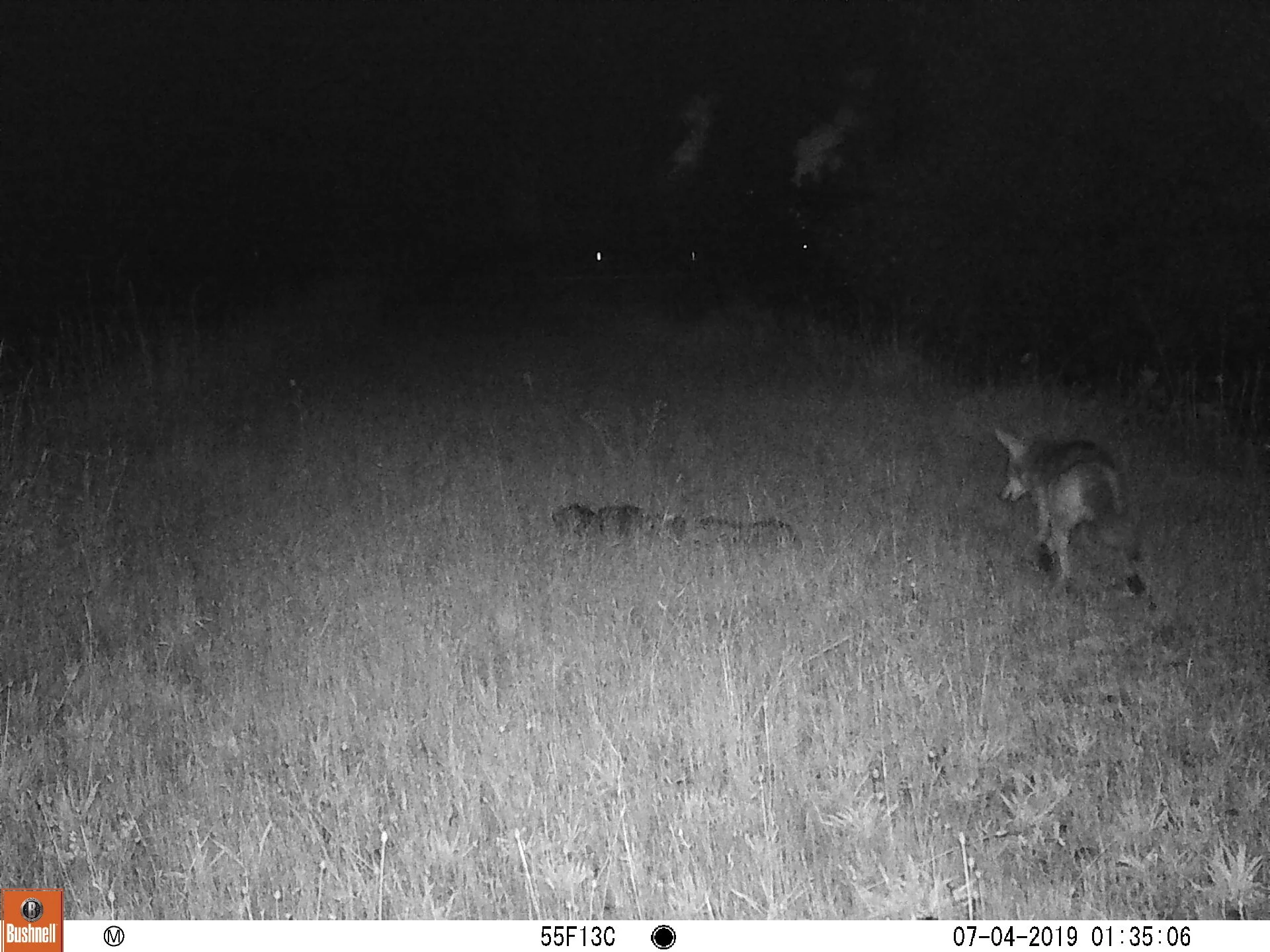 Coyote