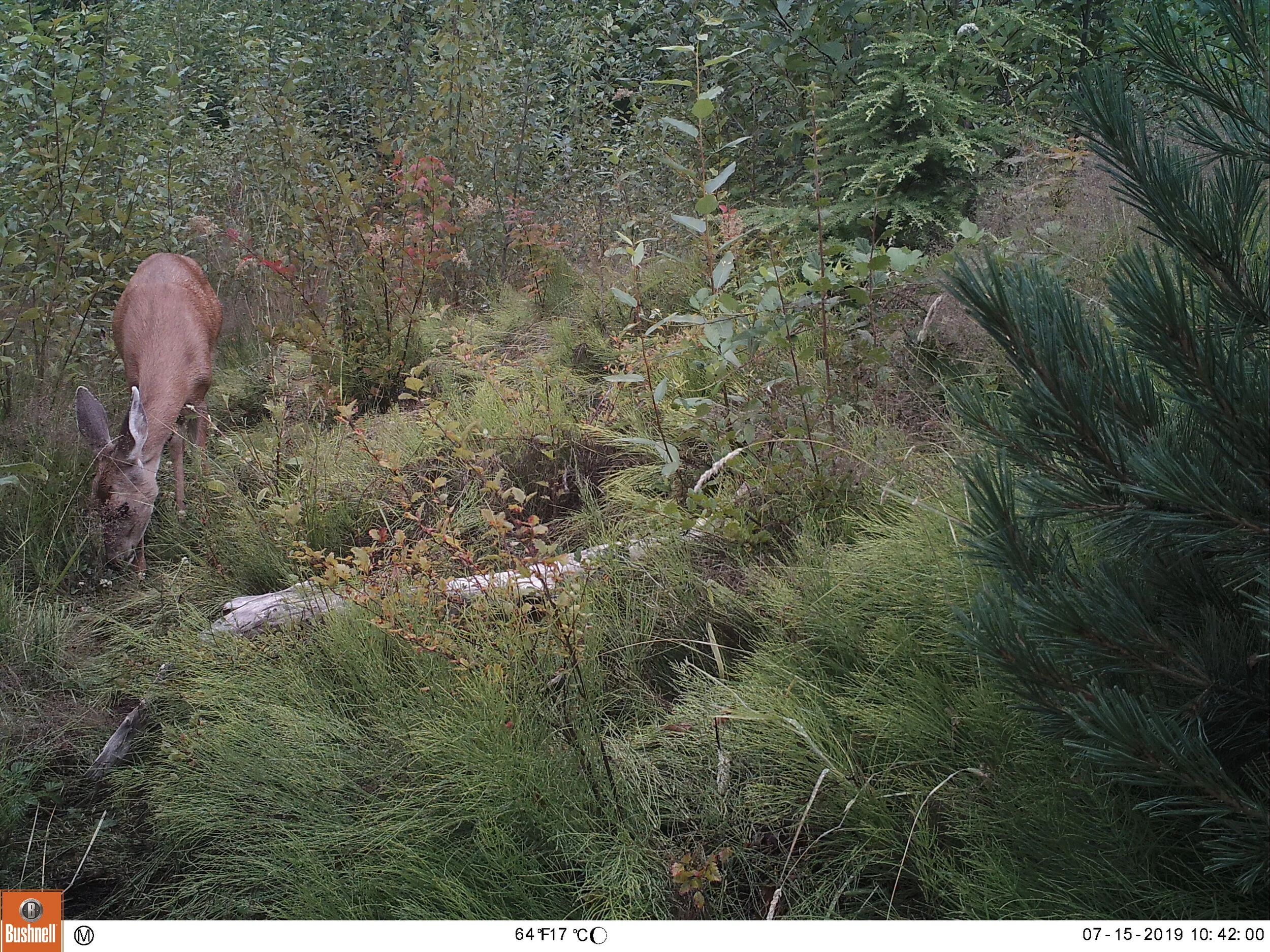 Columbia Black-tailed Deer