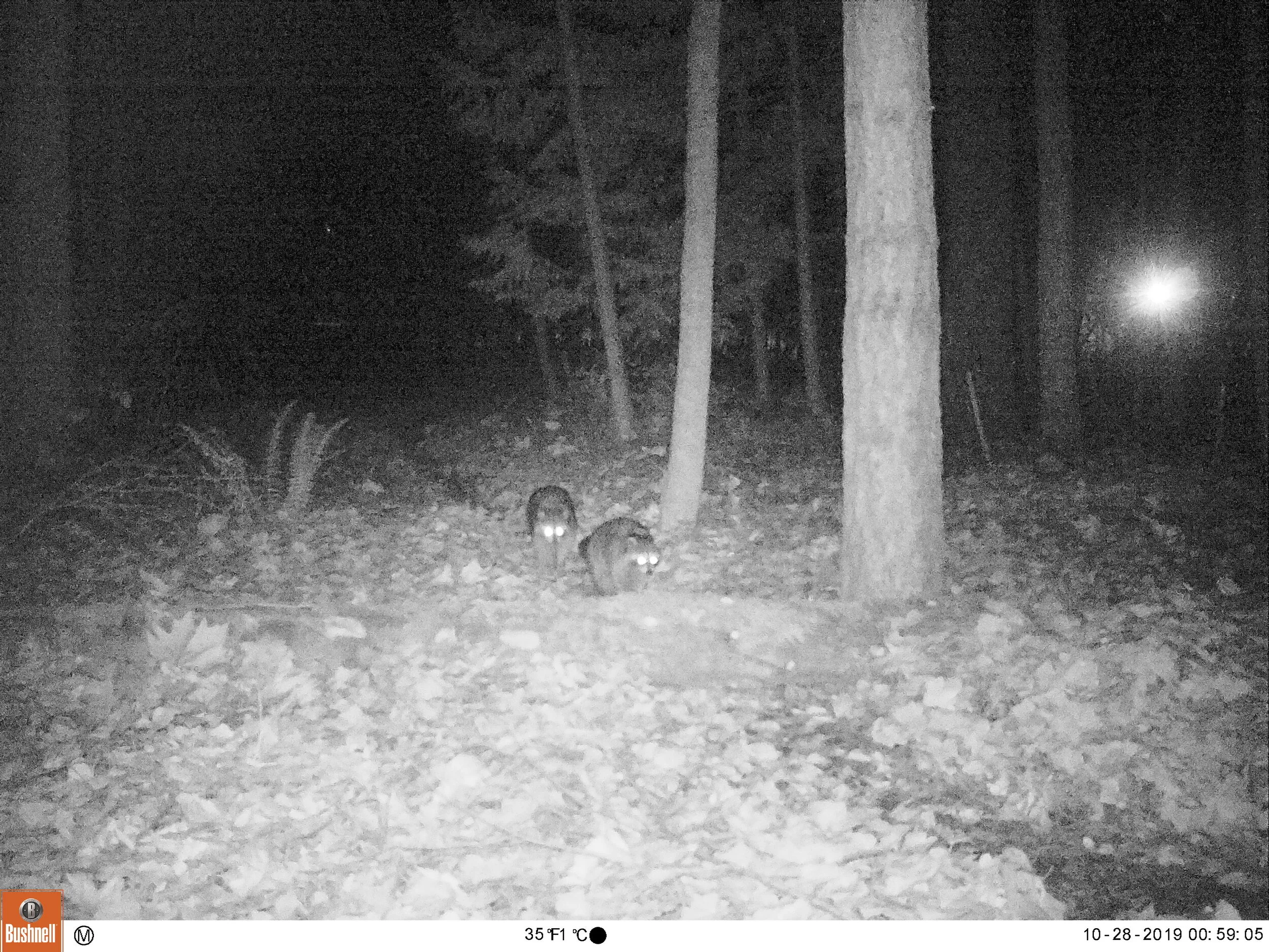 Raccoons 