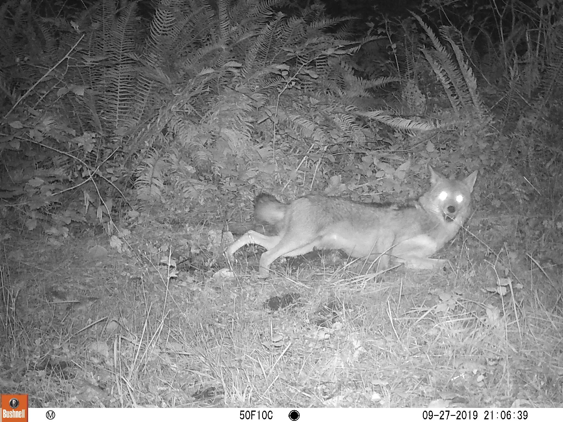 Coyote
