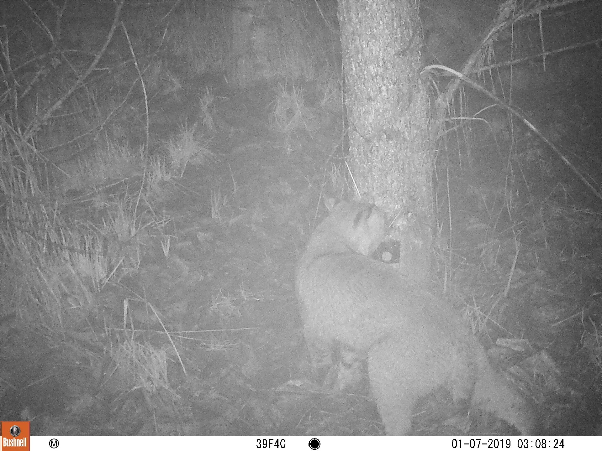 Bobcat
