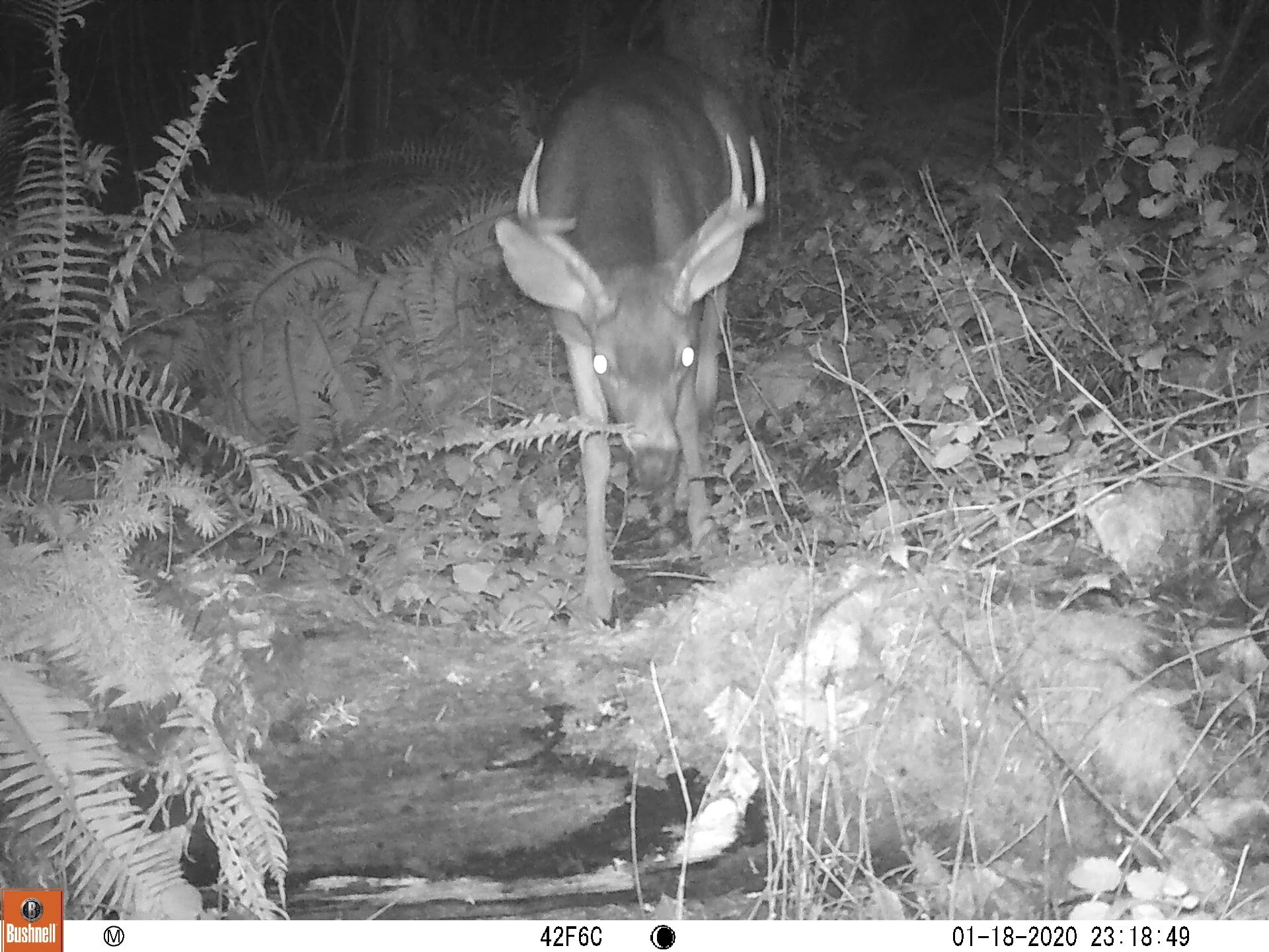 Columbia Black-tailed Deer