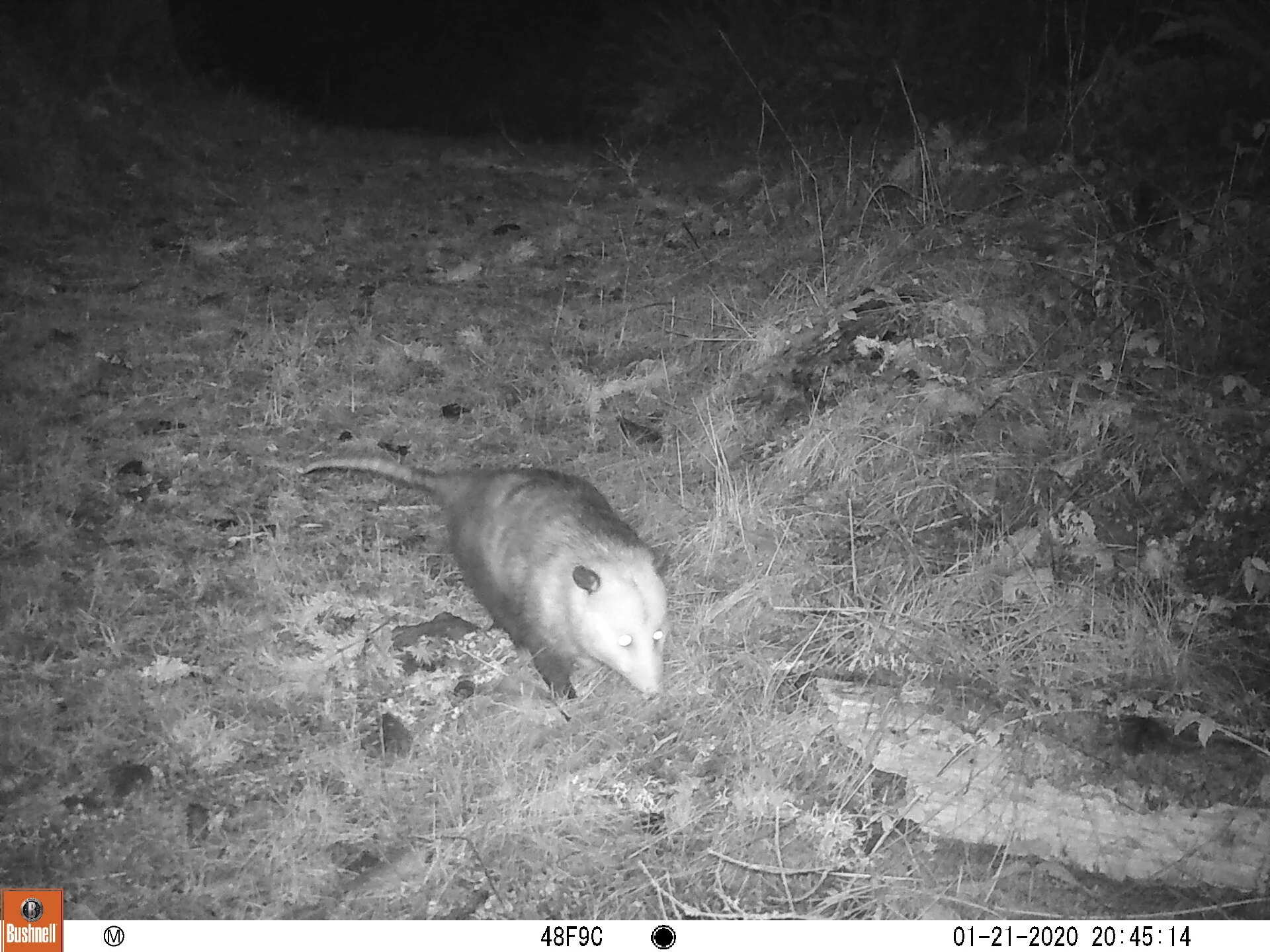 Virginia Opossum