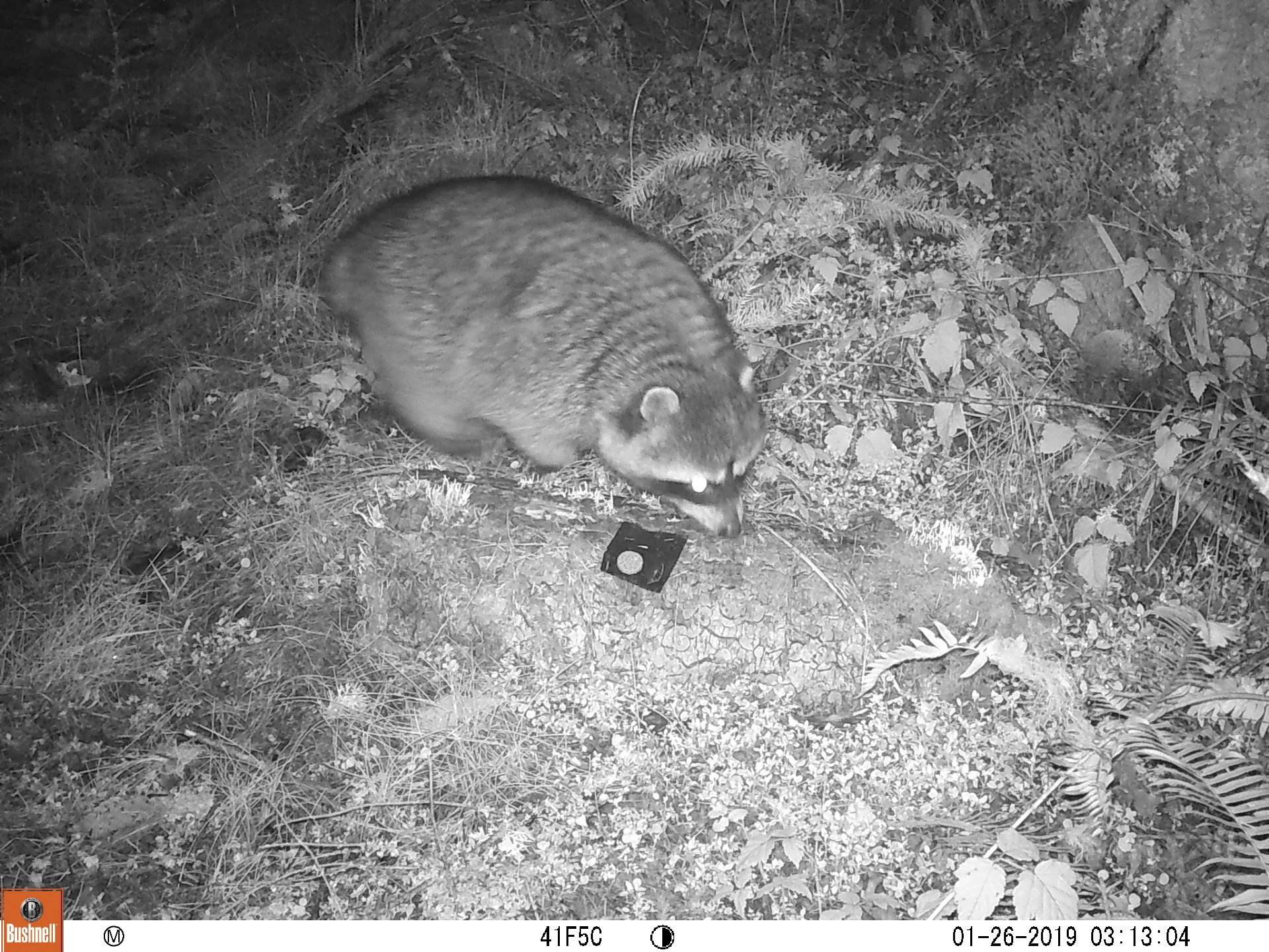 Raccoon