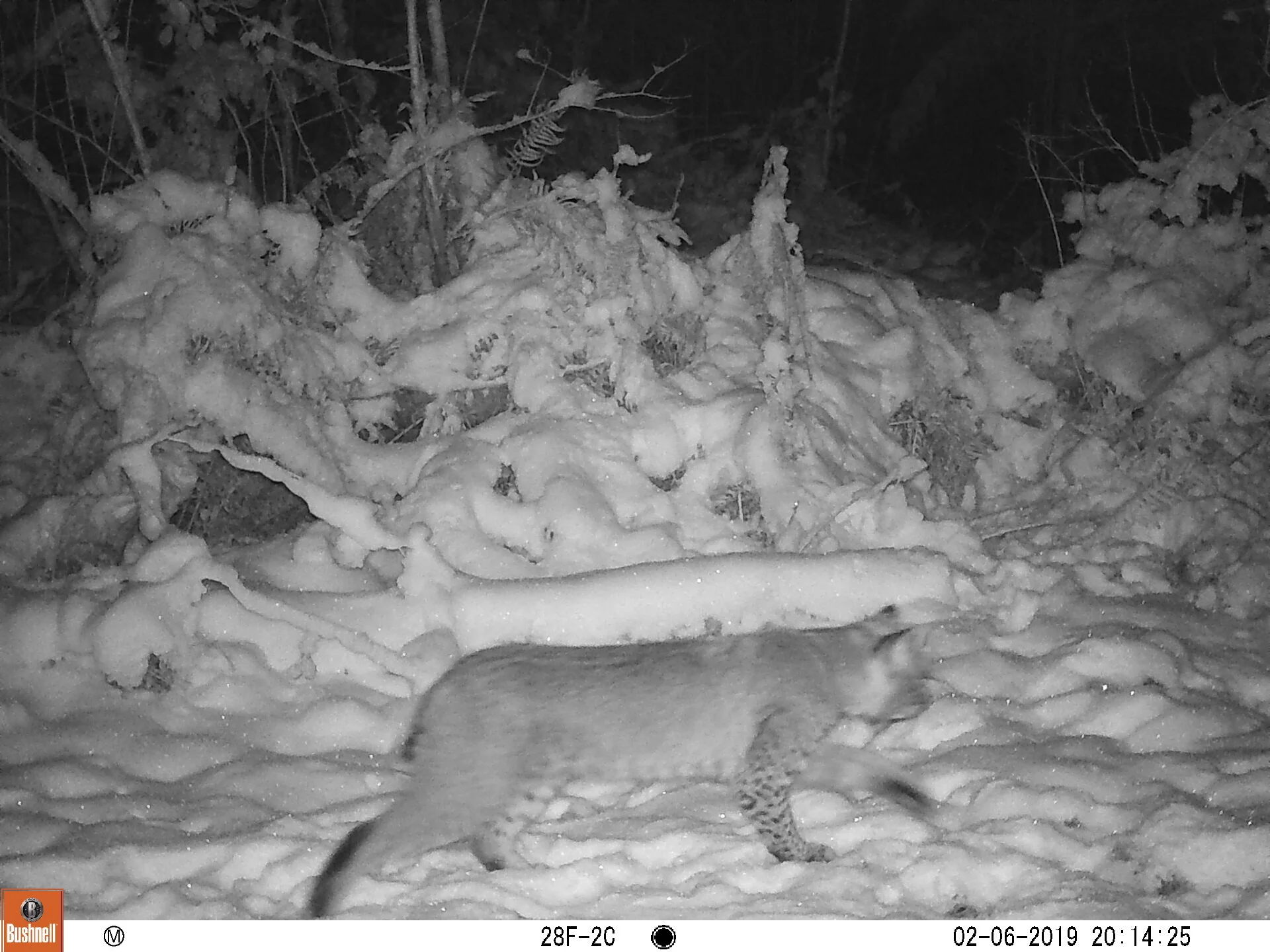 Bobcat
