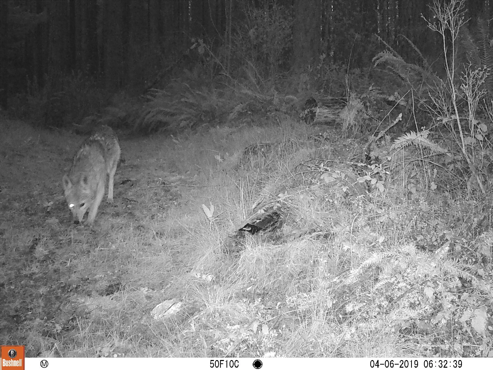 Coyote
