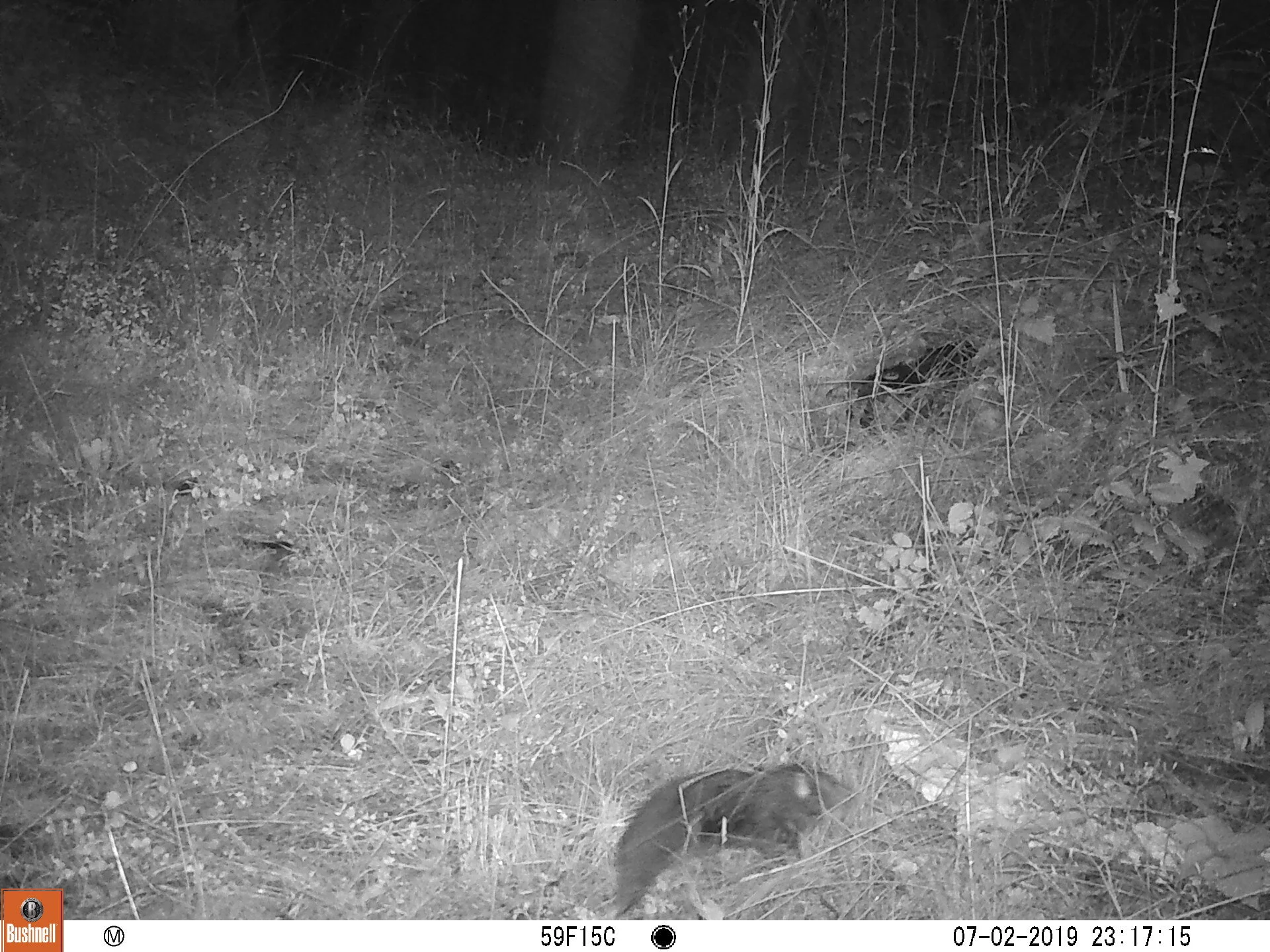 Mountain Beaver