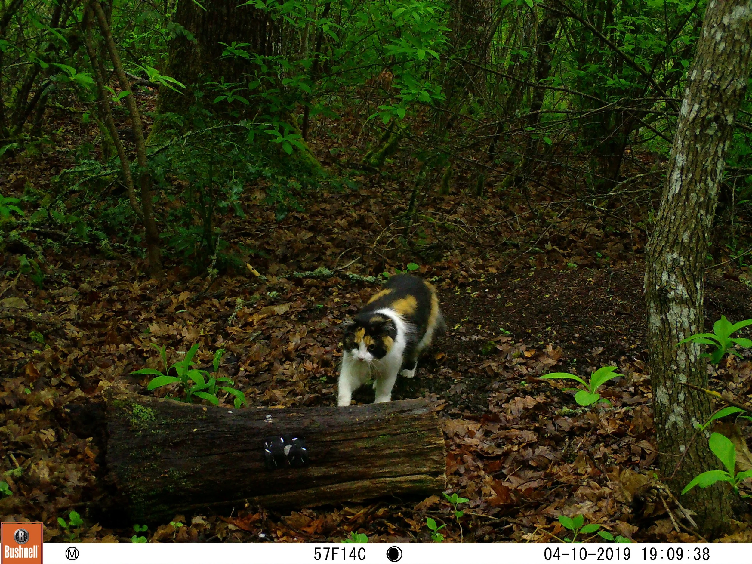Domestic Cat
