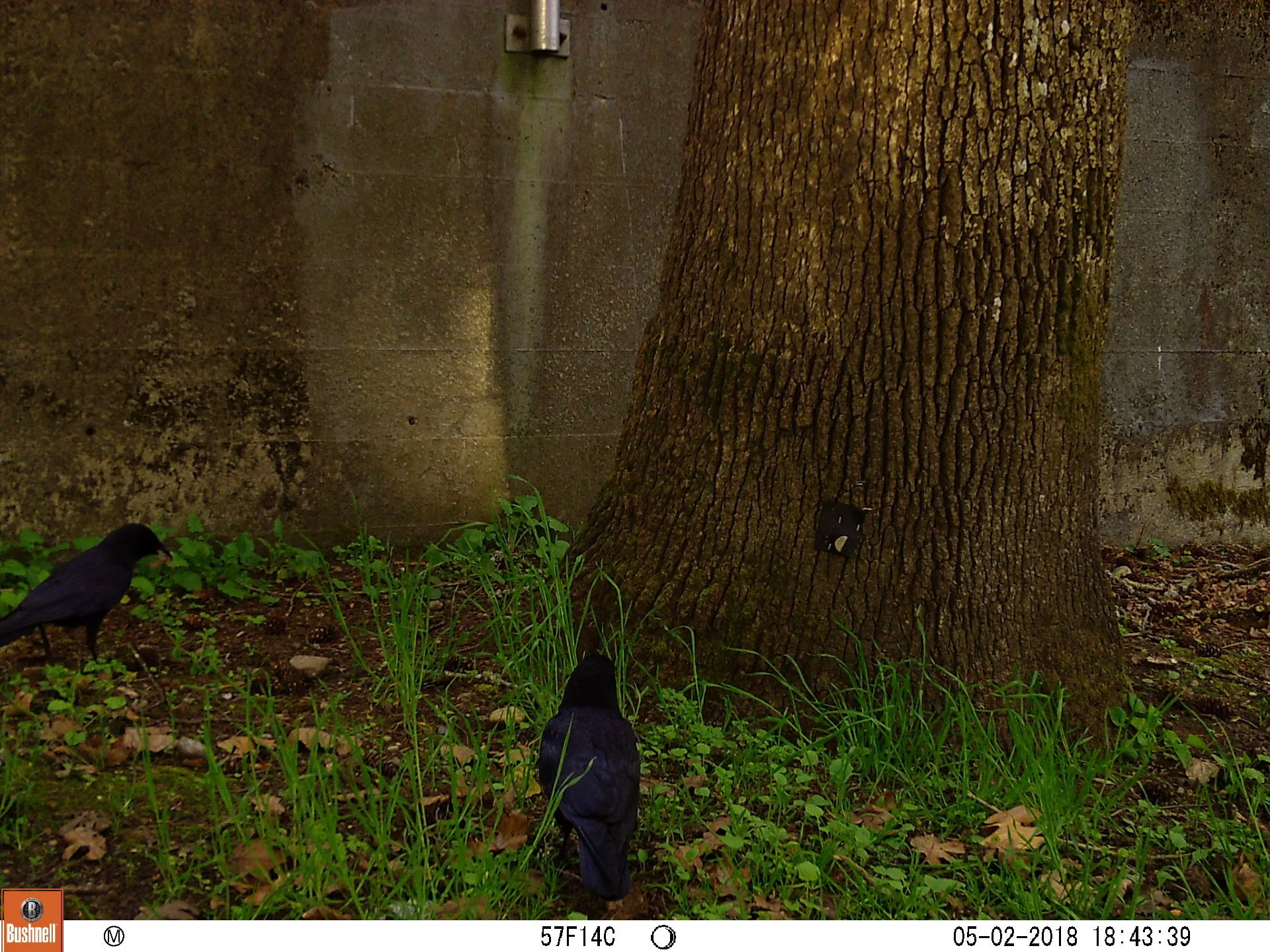 American Crows