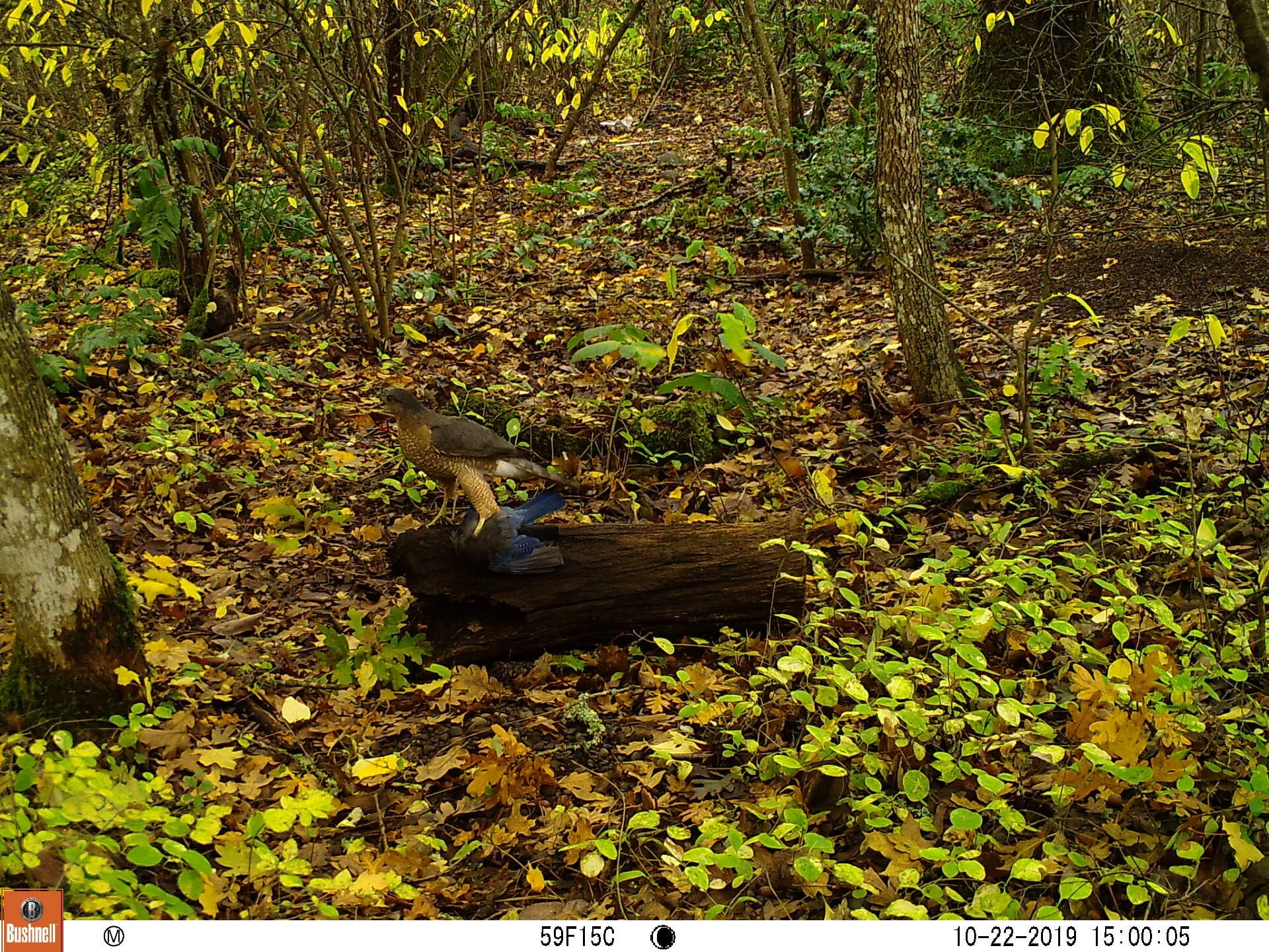 Cooper's Hawk with Stellar's Jay prey