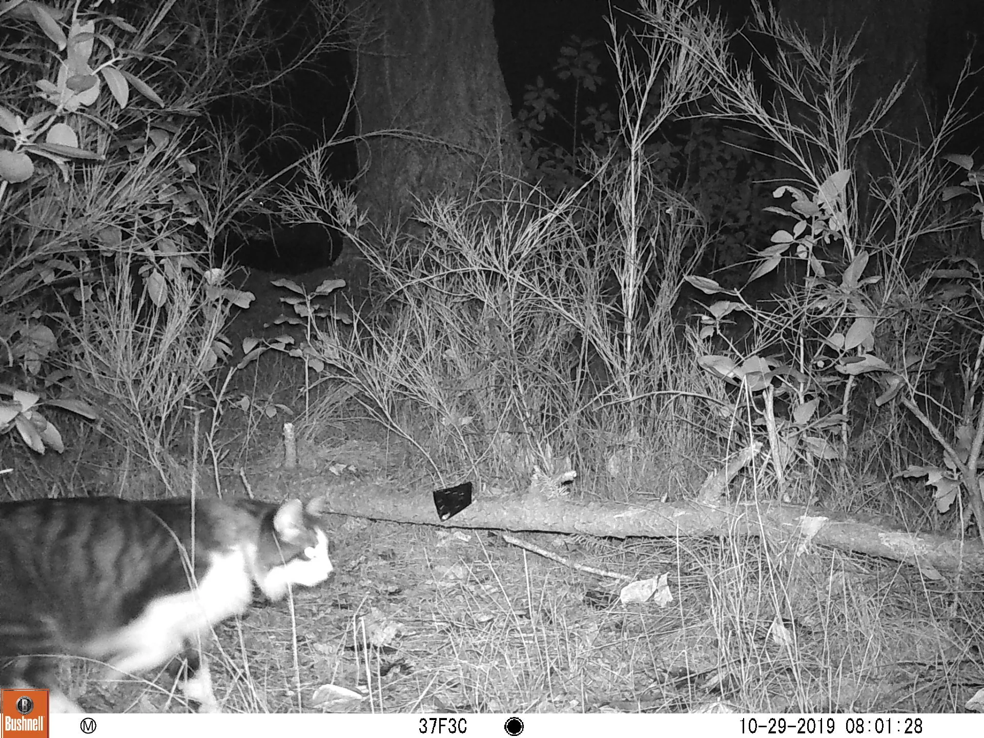 Domestic Cat
