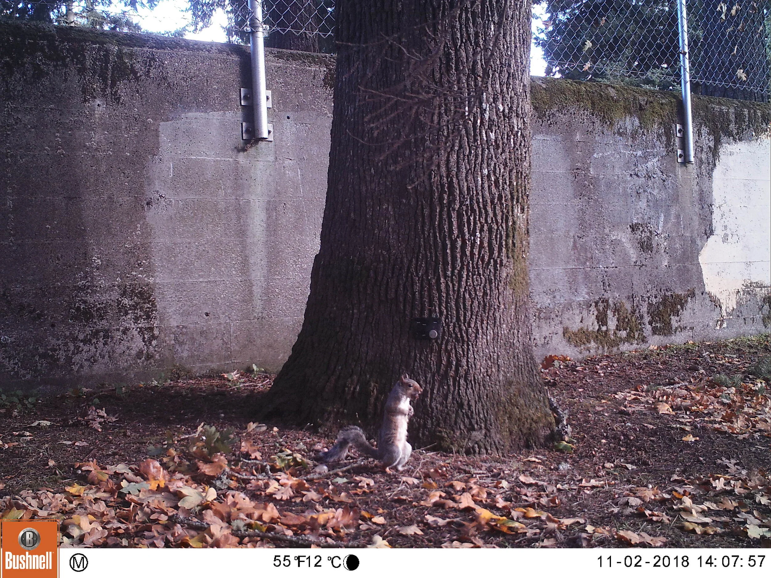 Eastern Grey Squirrel