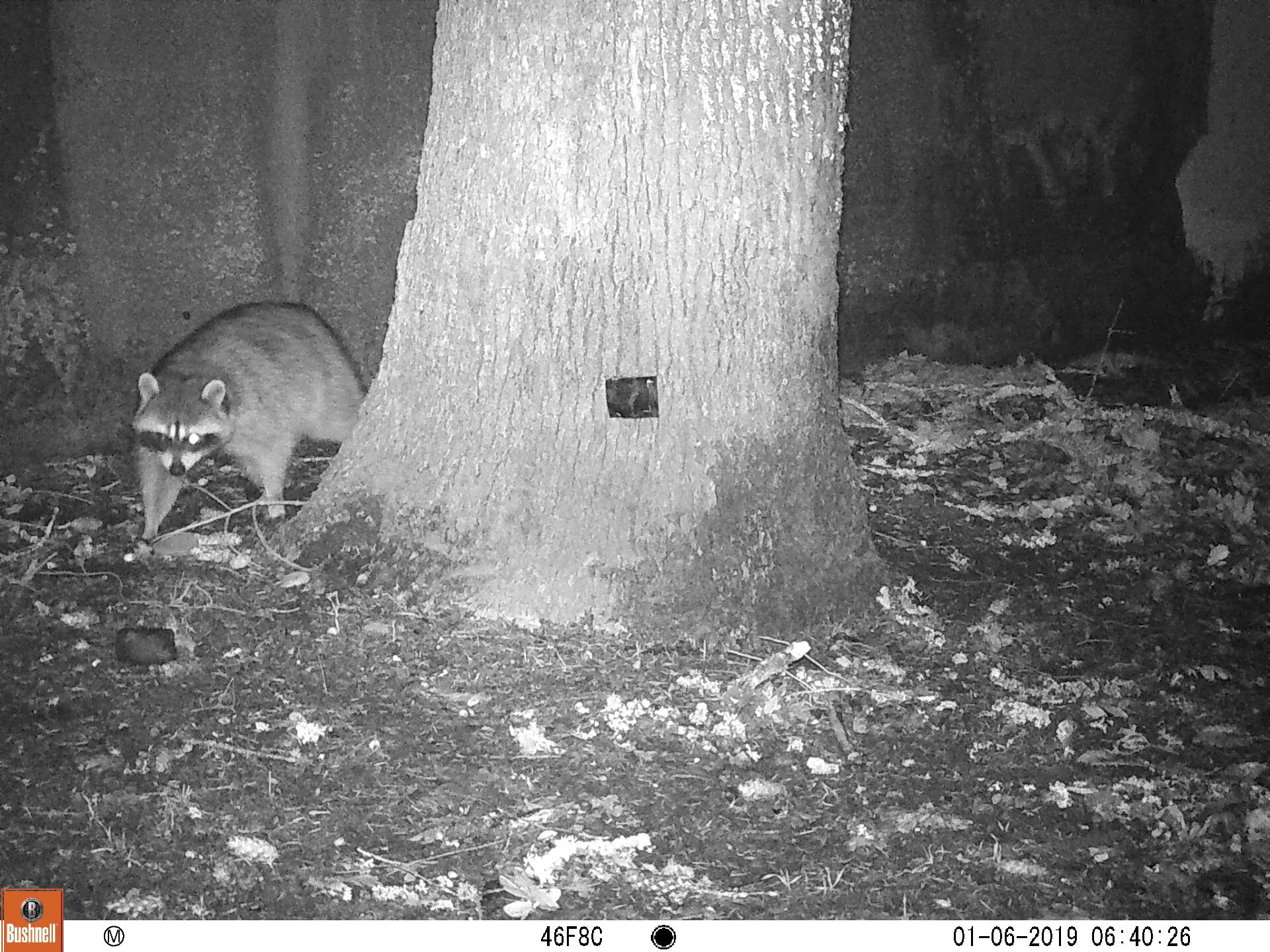 Raccoon