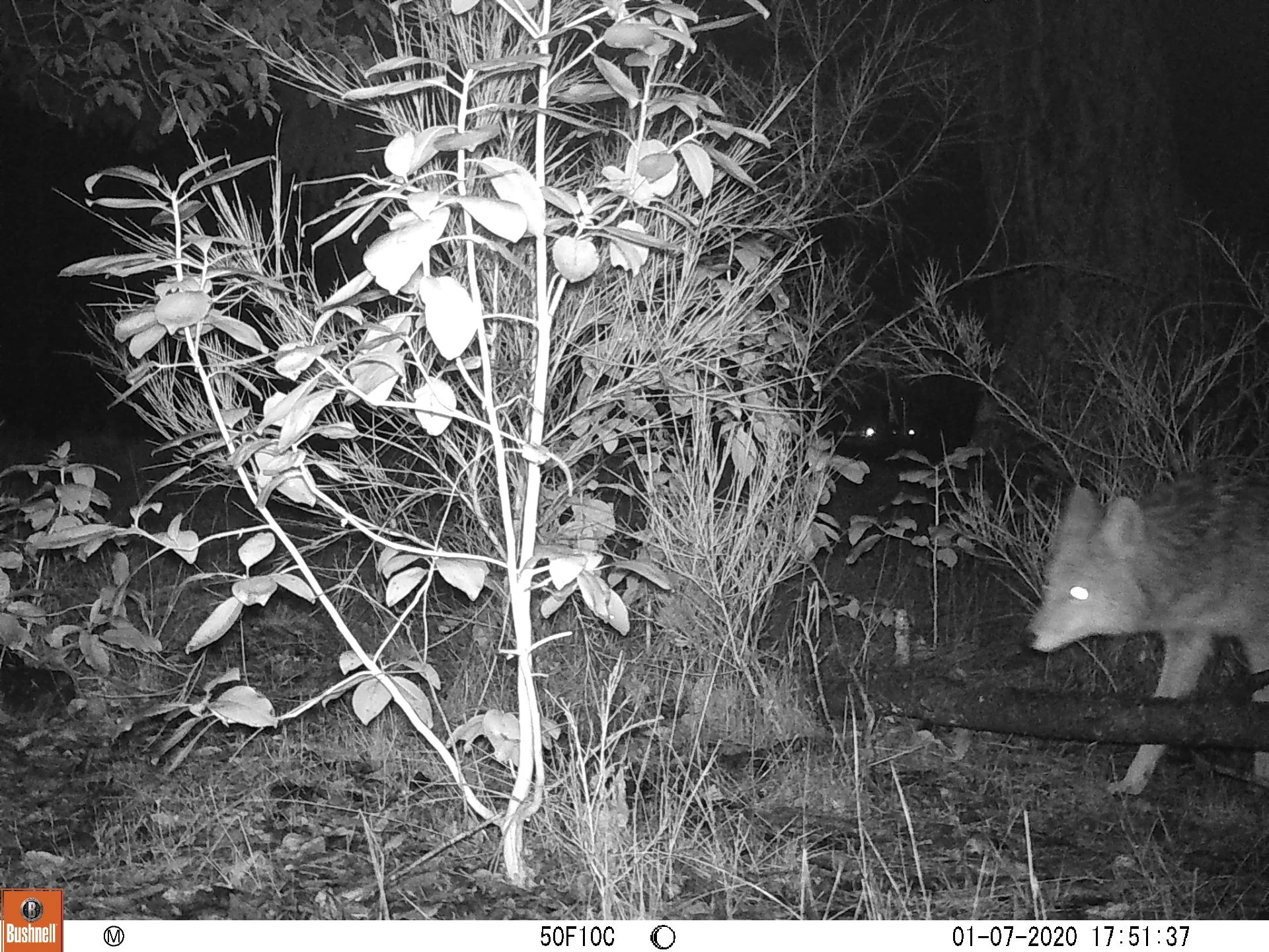 Coyote
