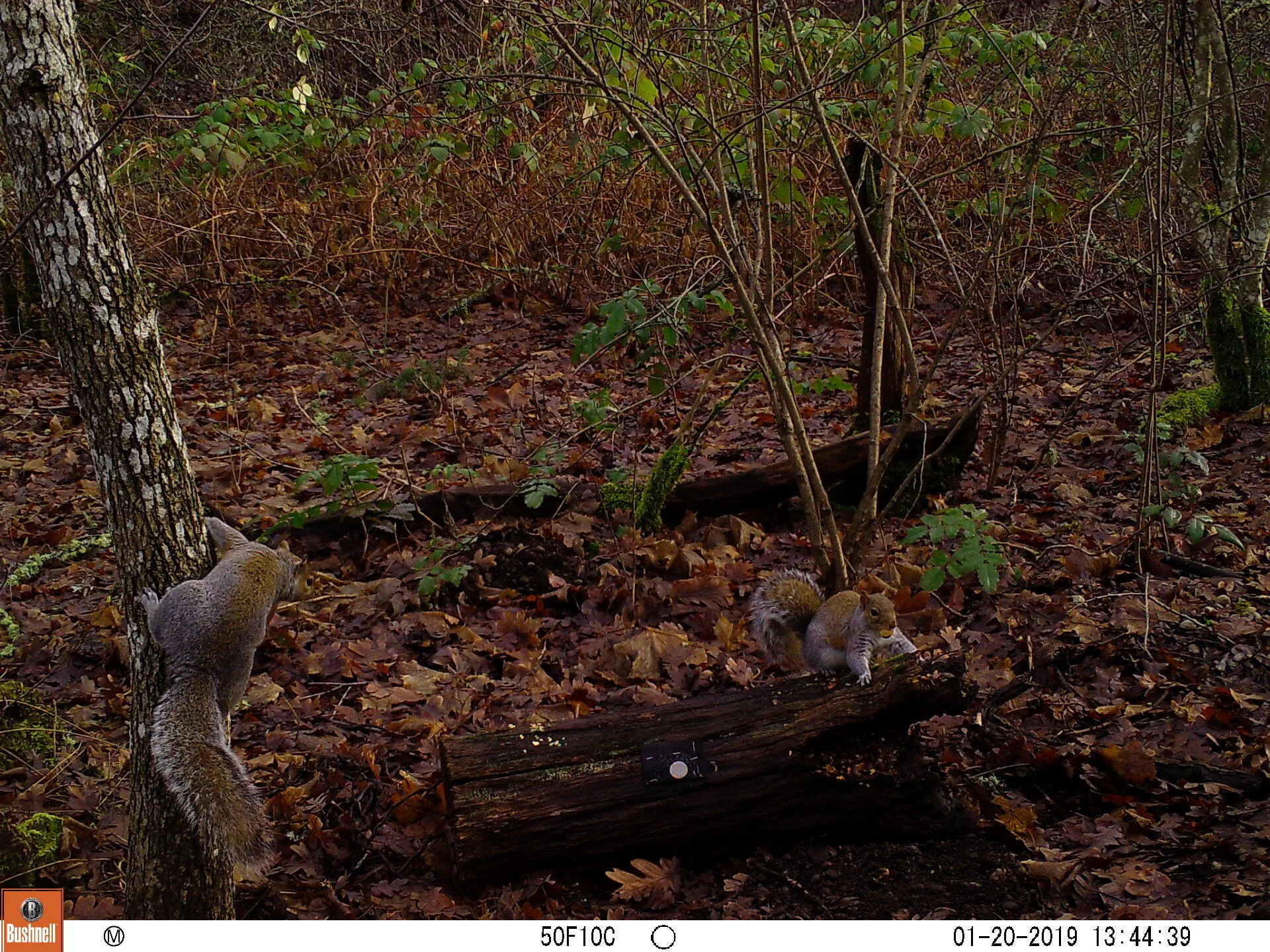 Eastern Grey Squirrels