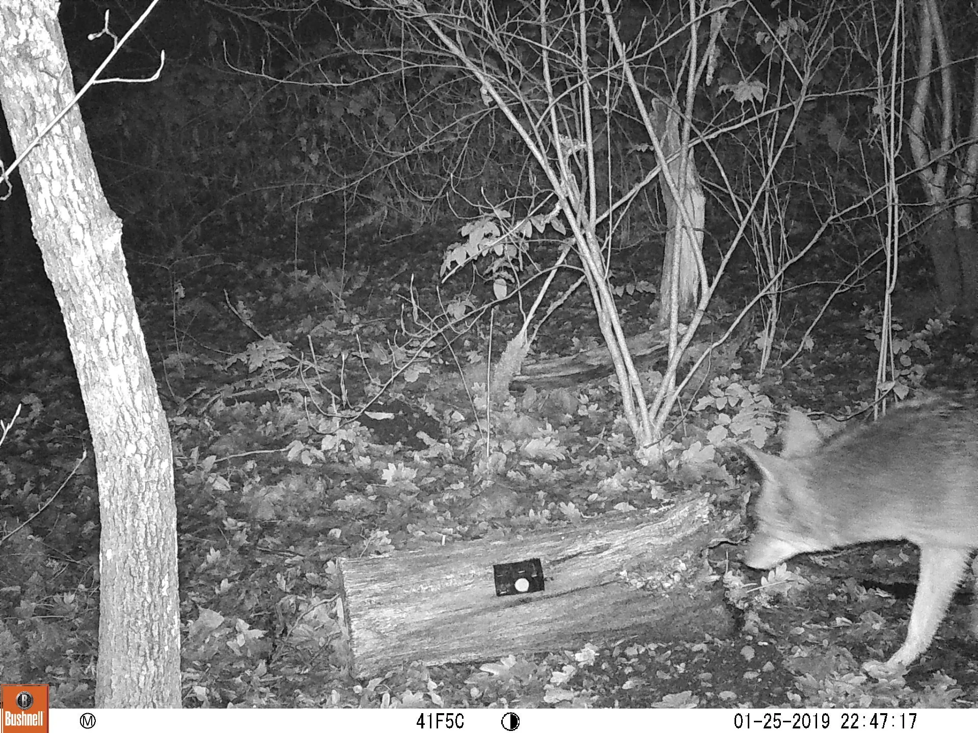 Coyote