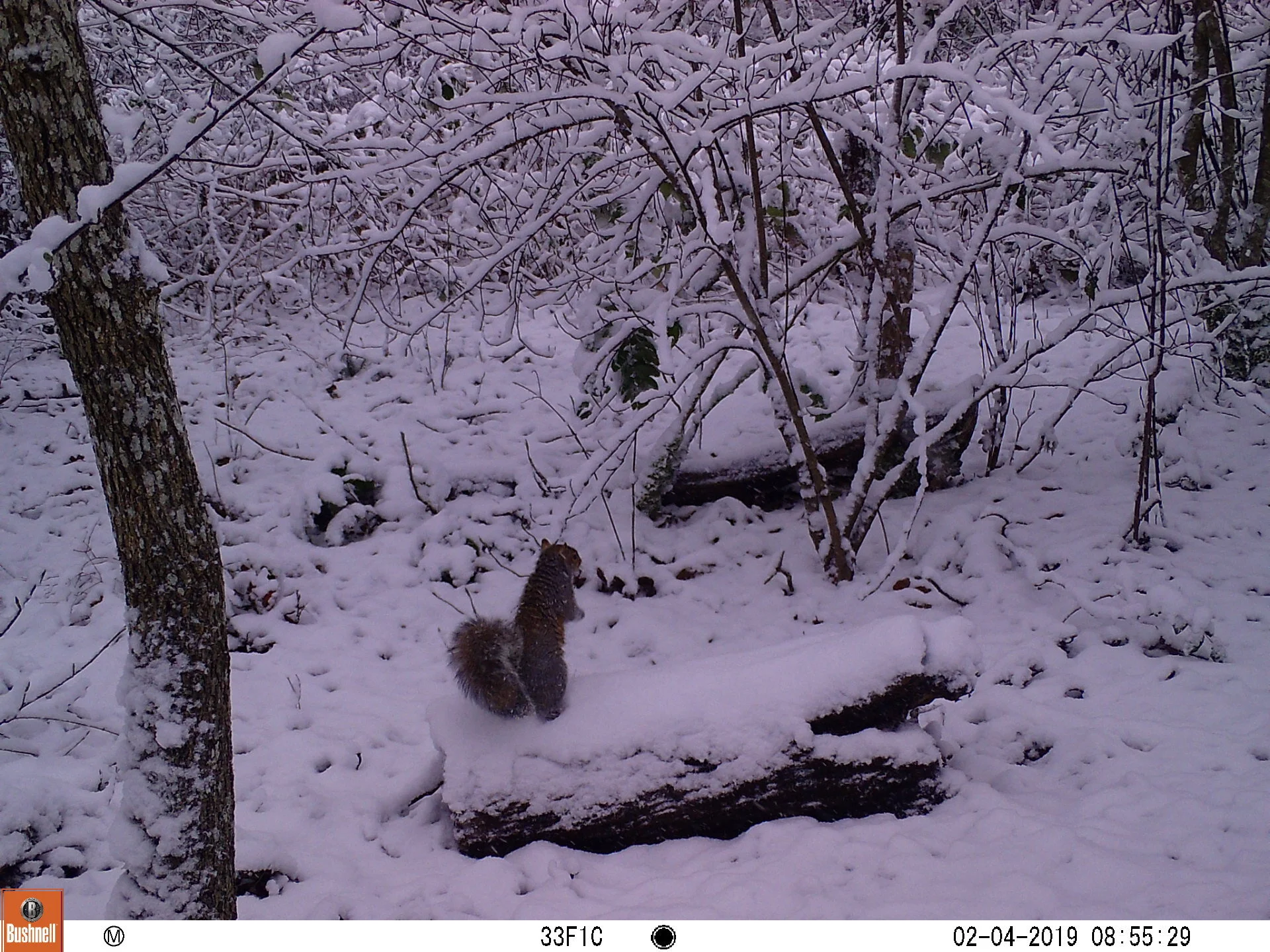 Eastern Grey Squirrel