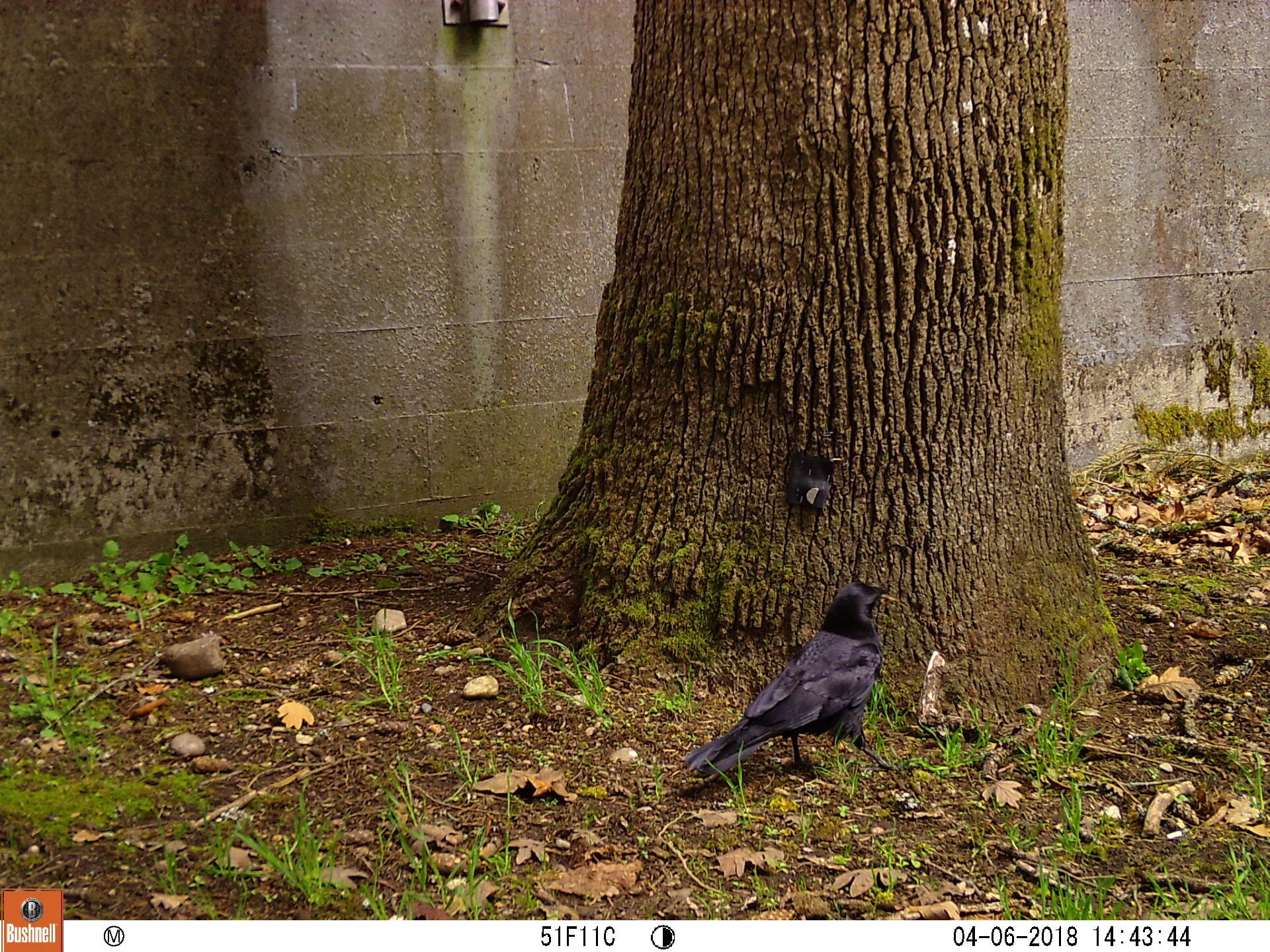 American Crow