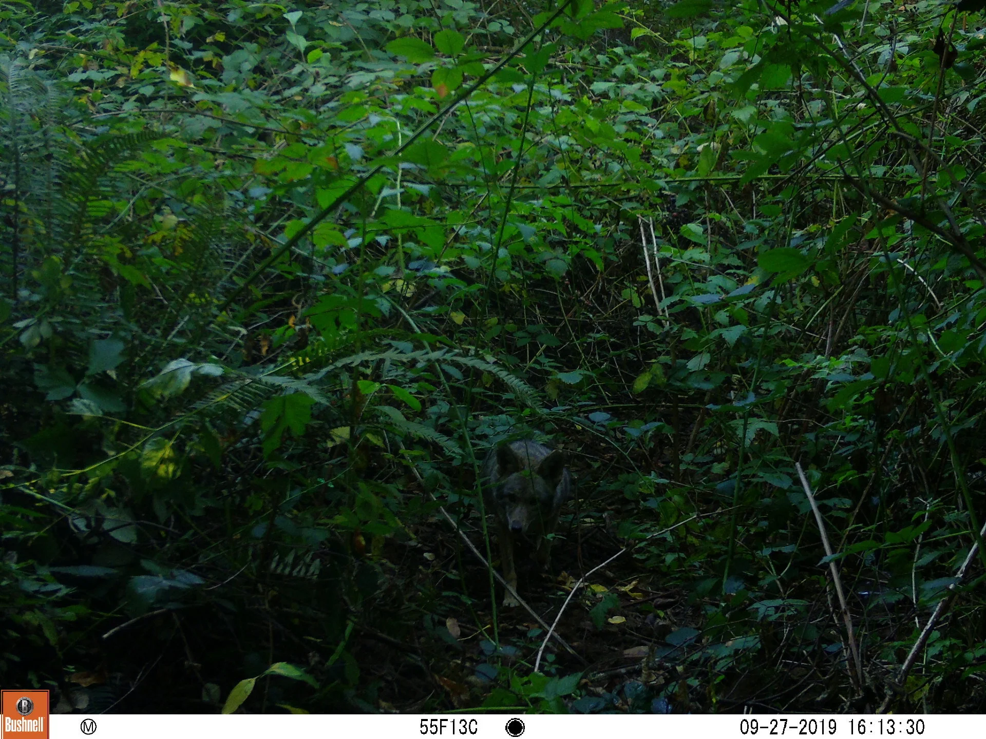 Coyote