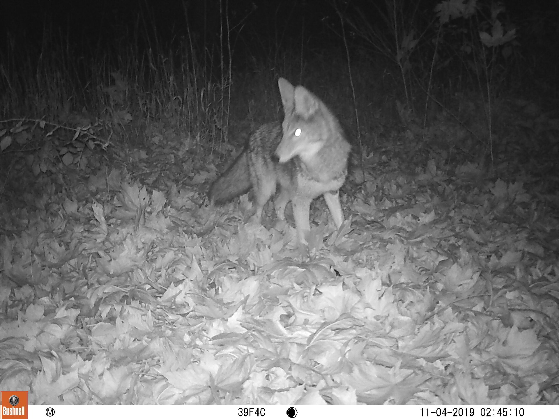 Coyote