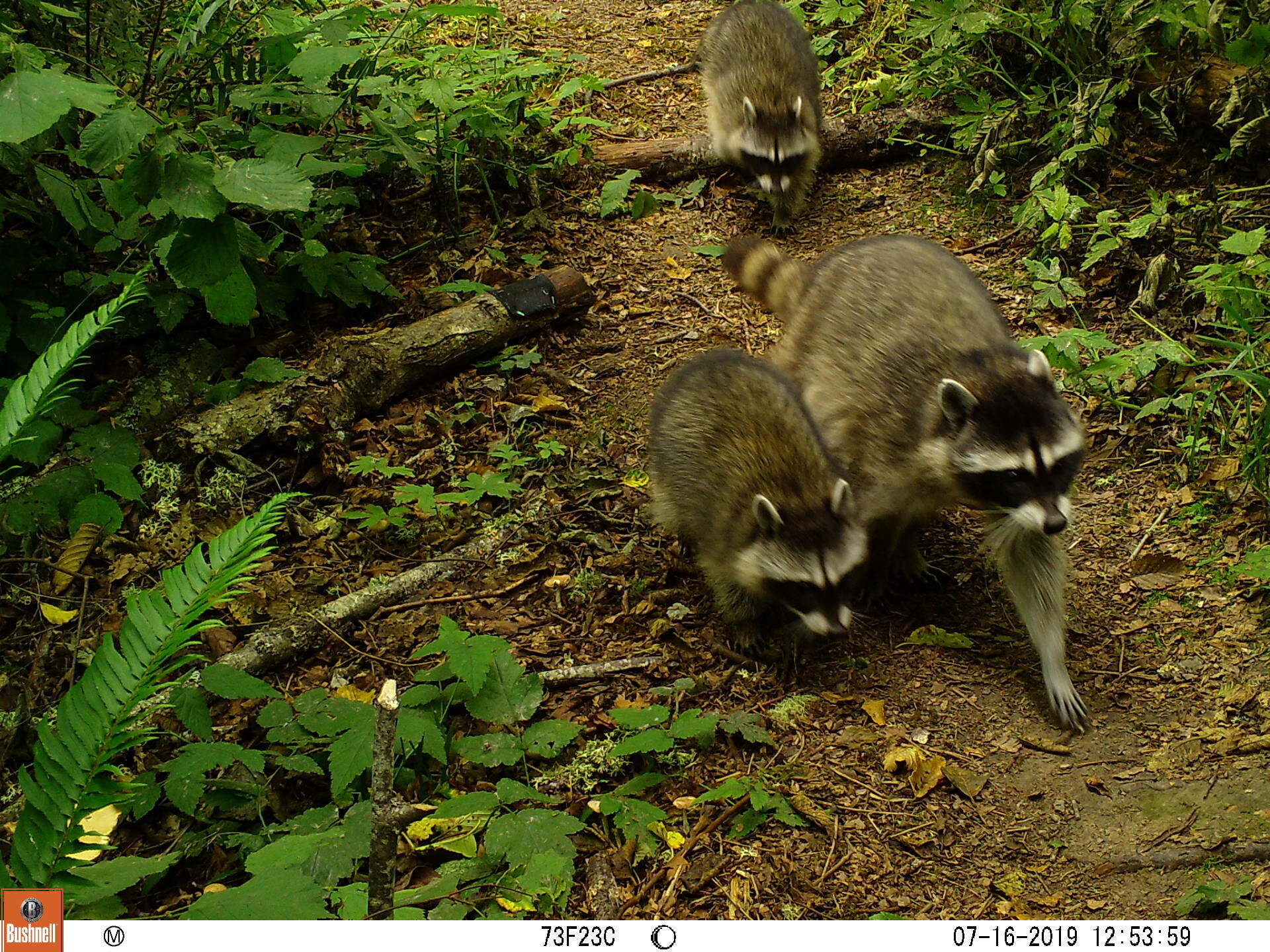 Raccoons