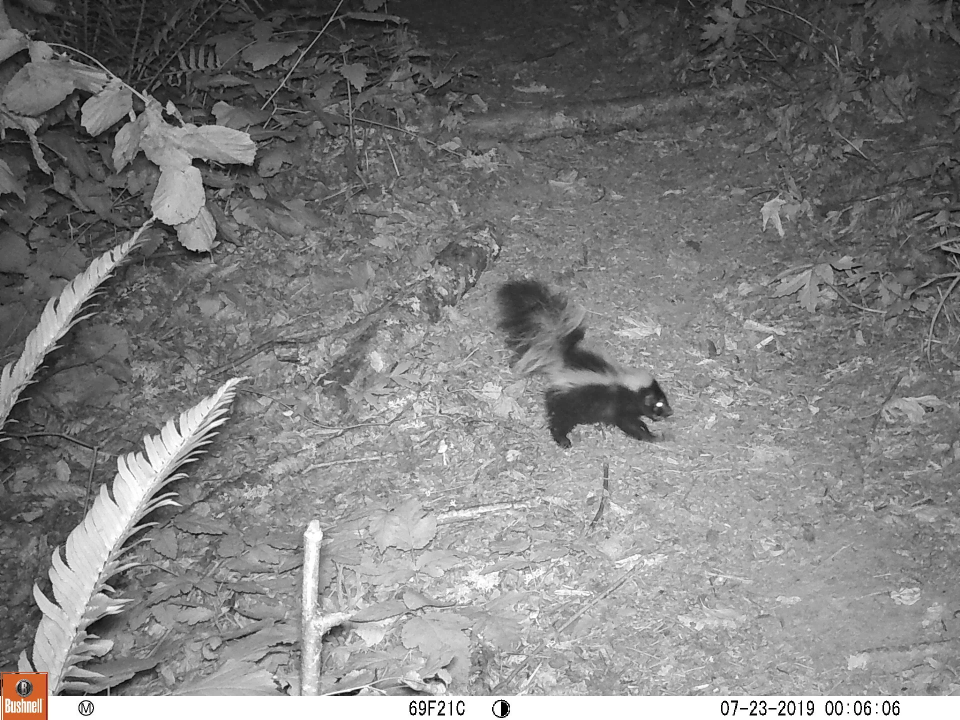 Striped Skunk kit