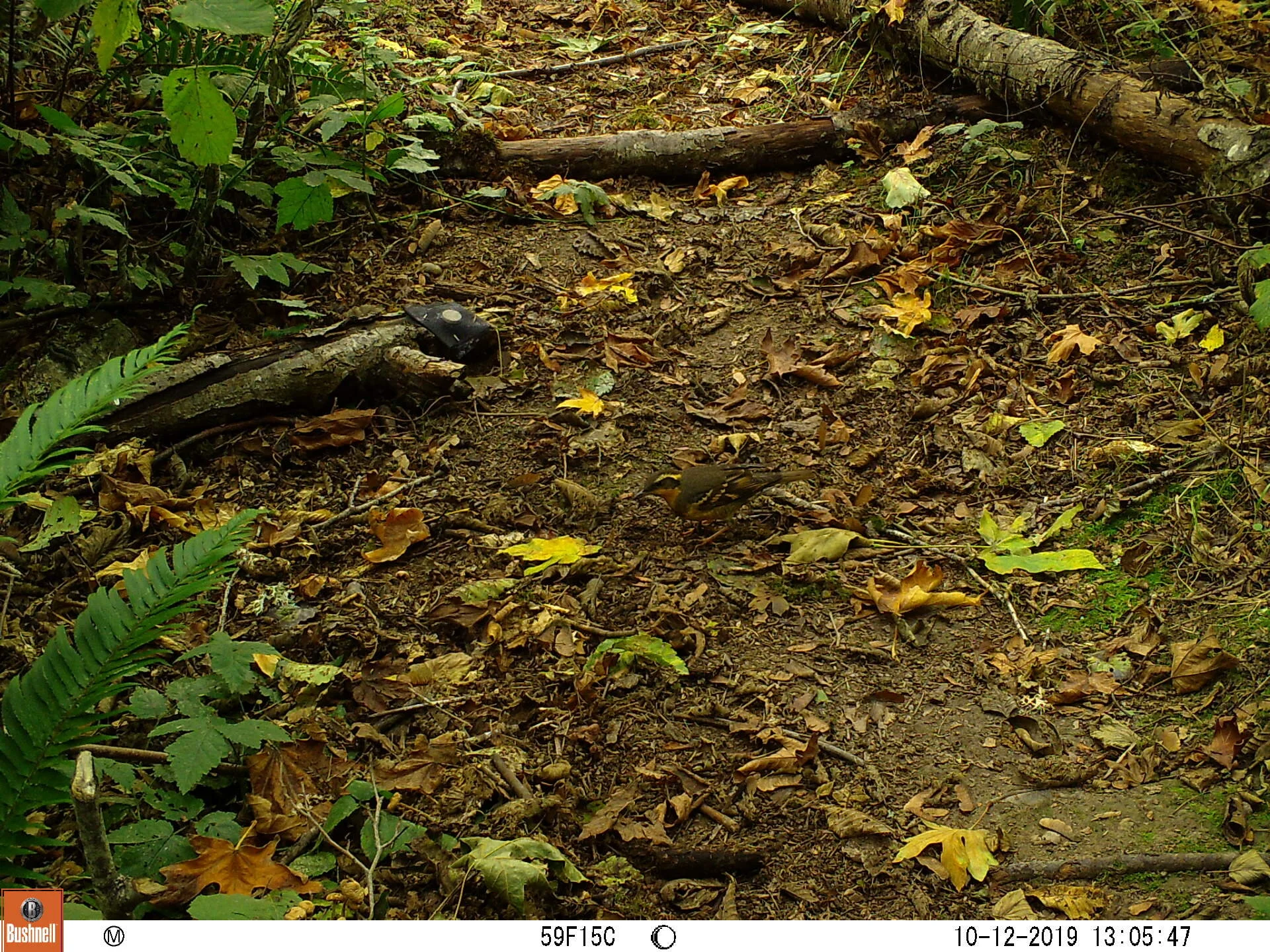 Varied Thrush