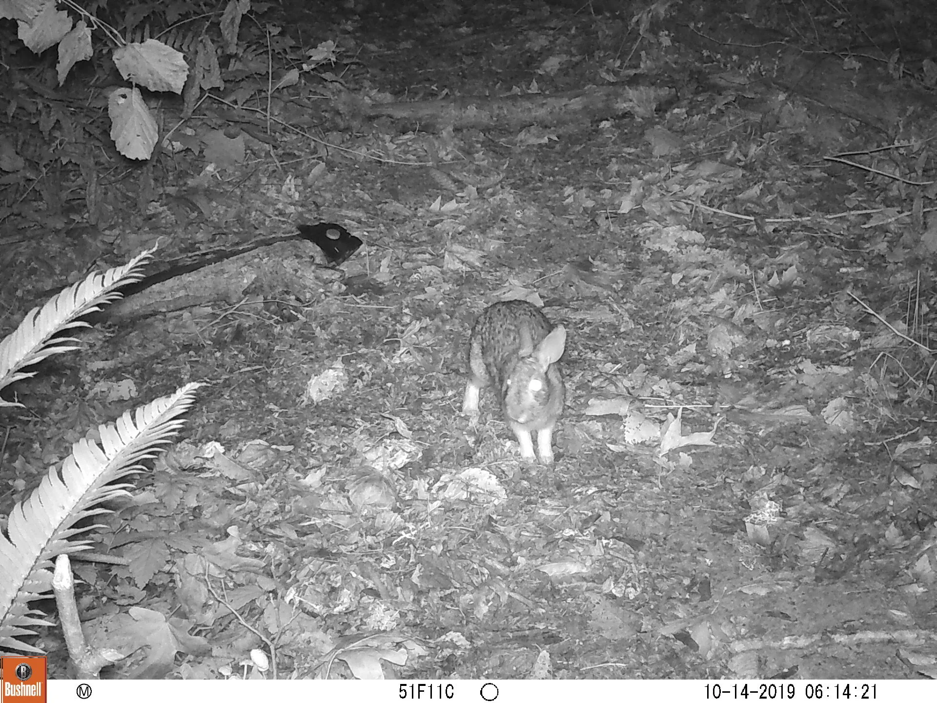 Cottontail Rabbit
