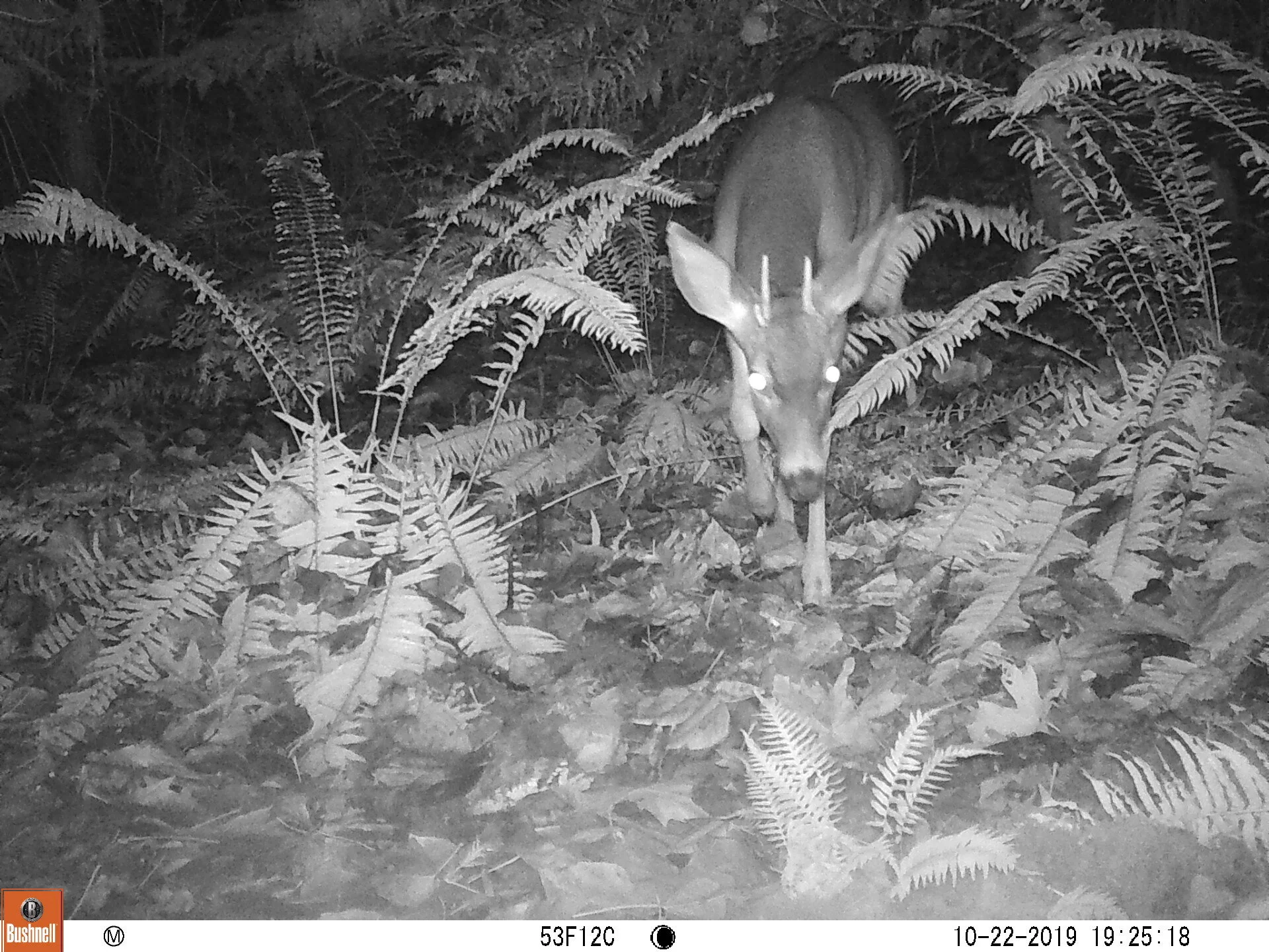 Columbia White-tailed Deer