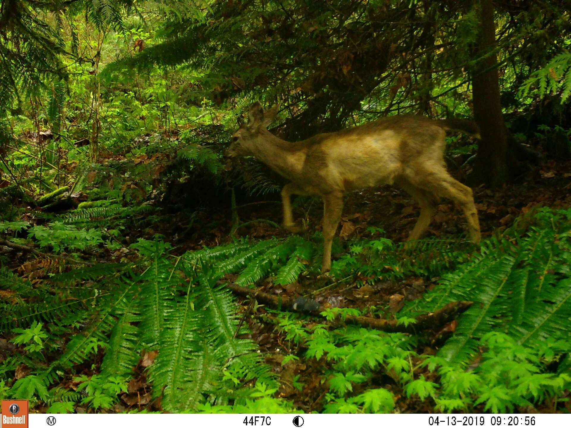 Columbia Black-tailed Deer