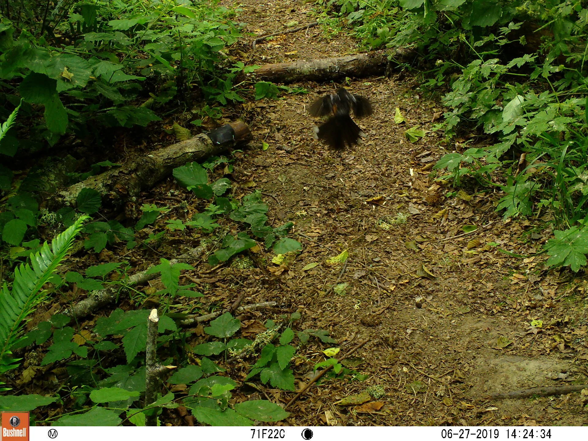 Spotted Towhee