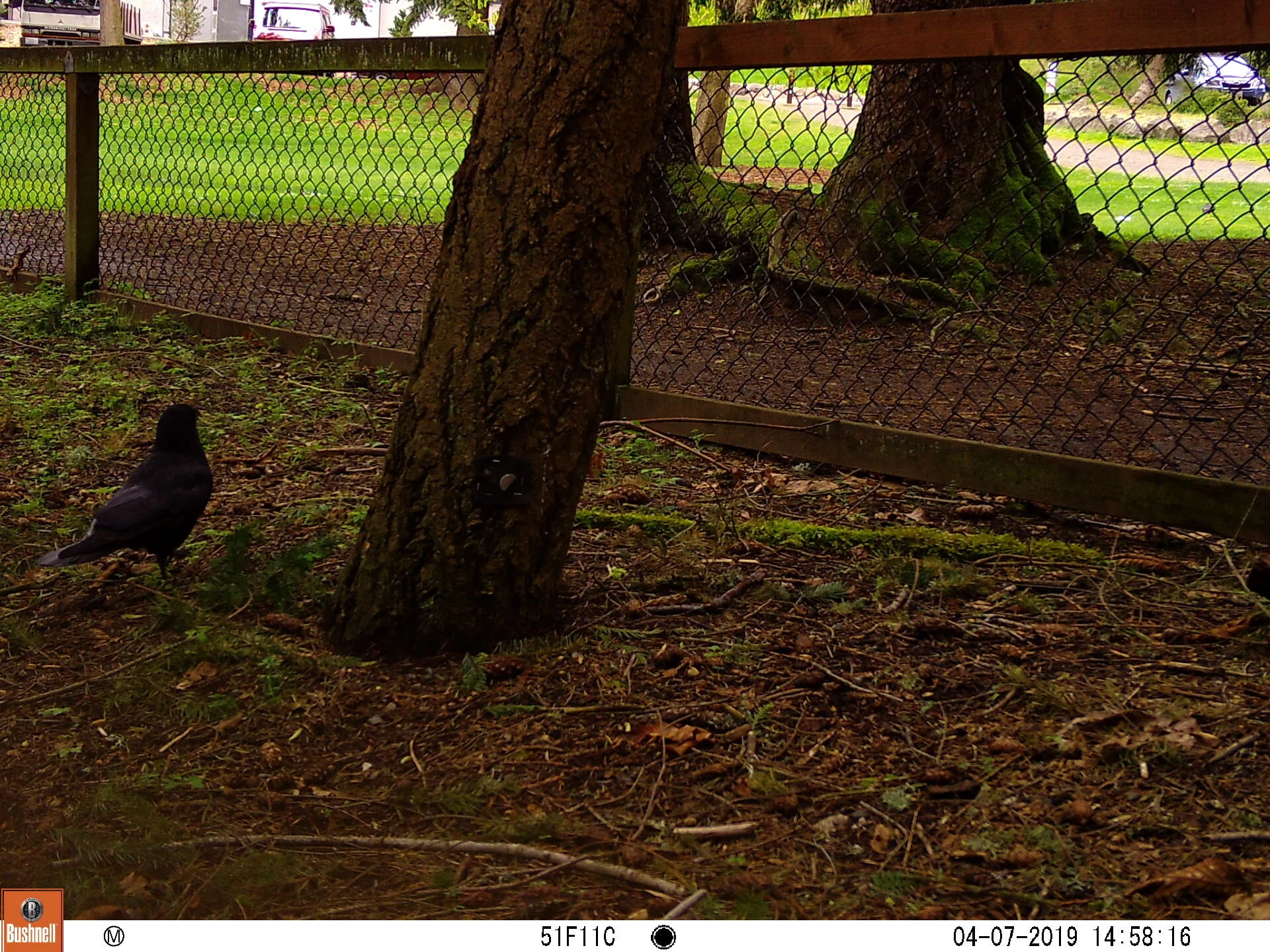American Crow