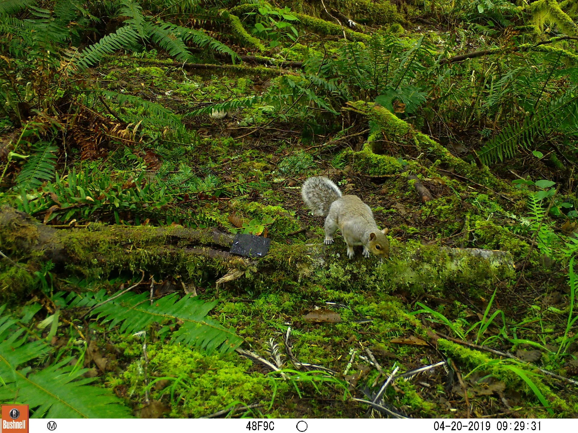 Eastern Grey Squirrel